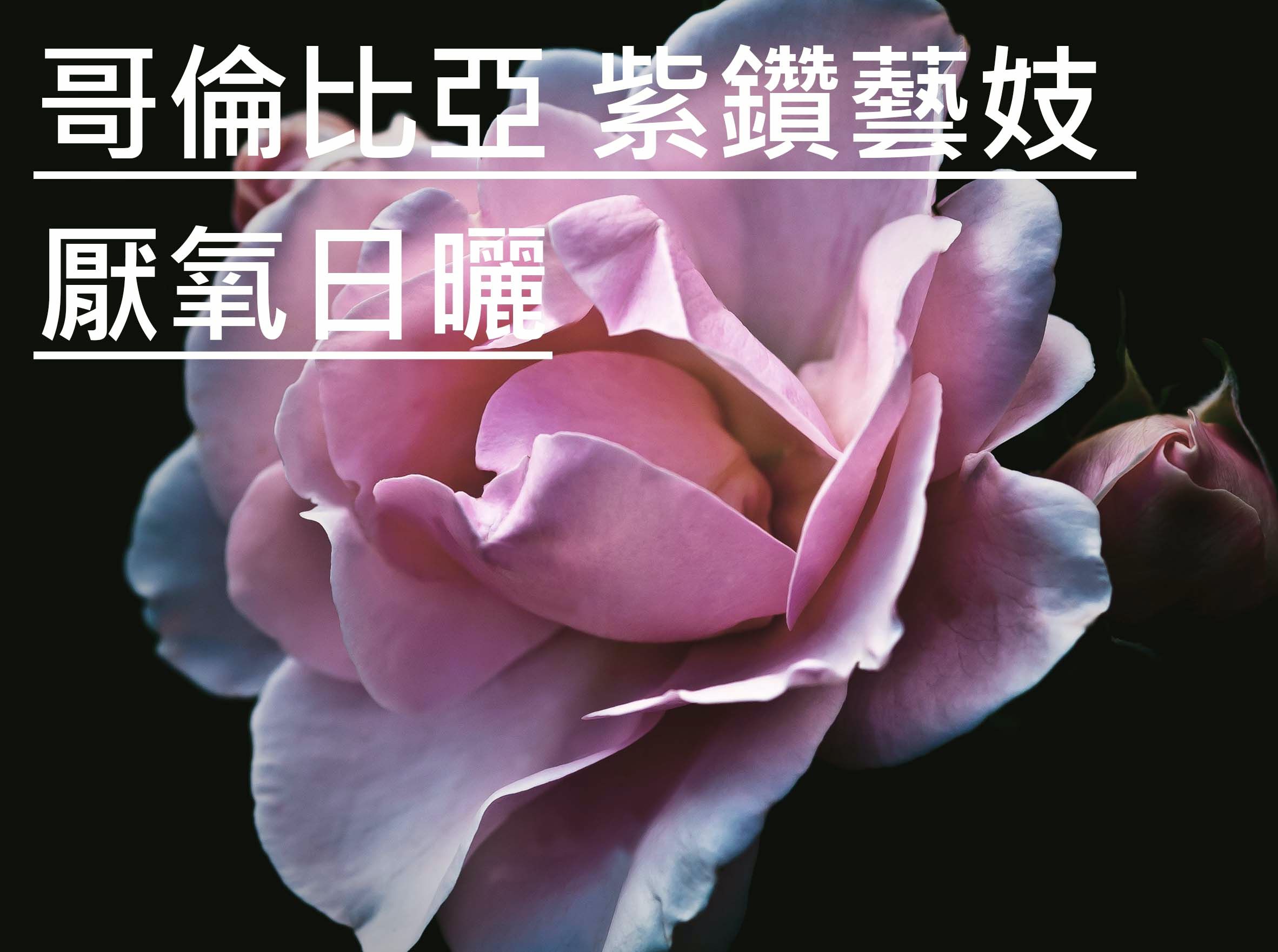 哥倫比亞 紫鑽藝妓 厭氧日曬