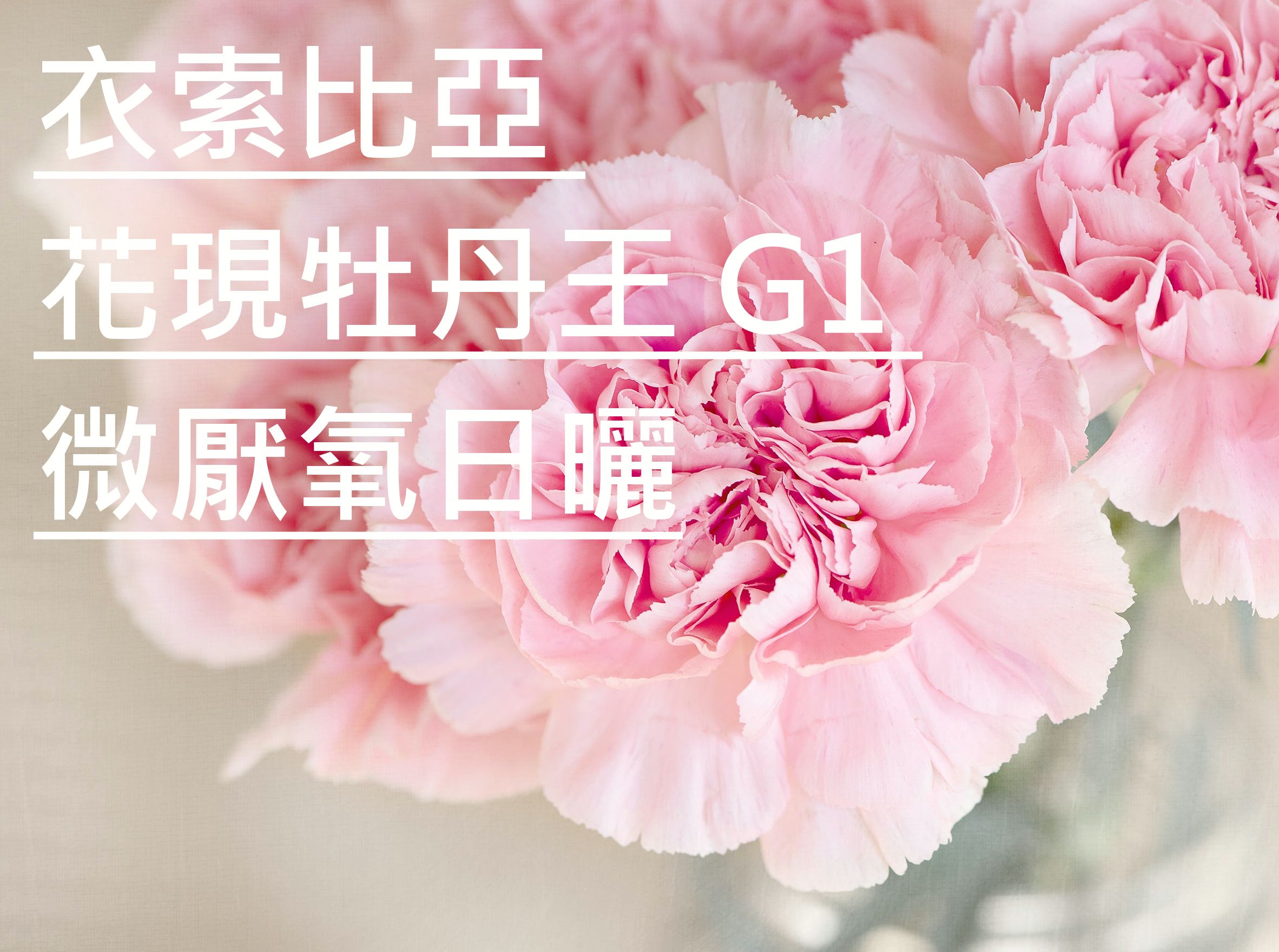 衣索比亞  花現牡丹王 G1 微厭氧日曬