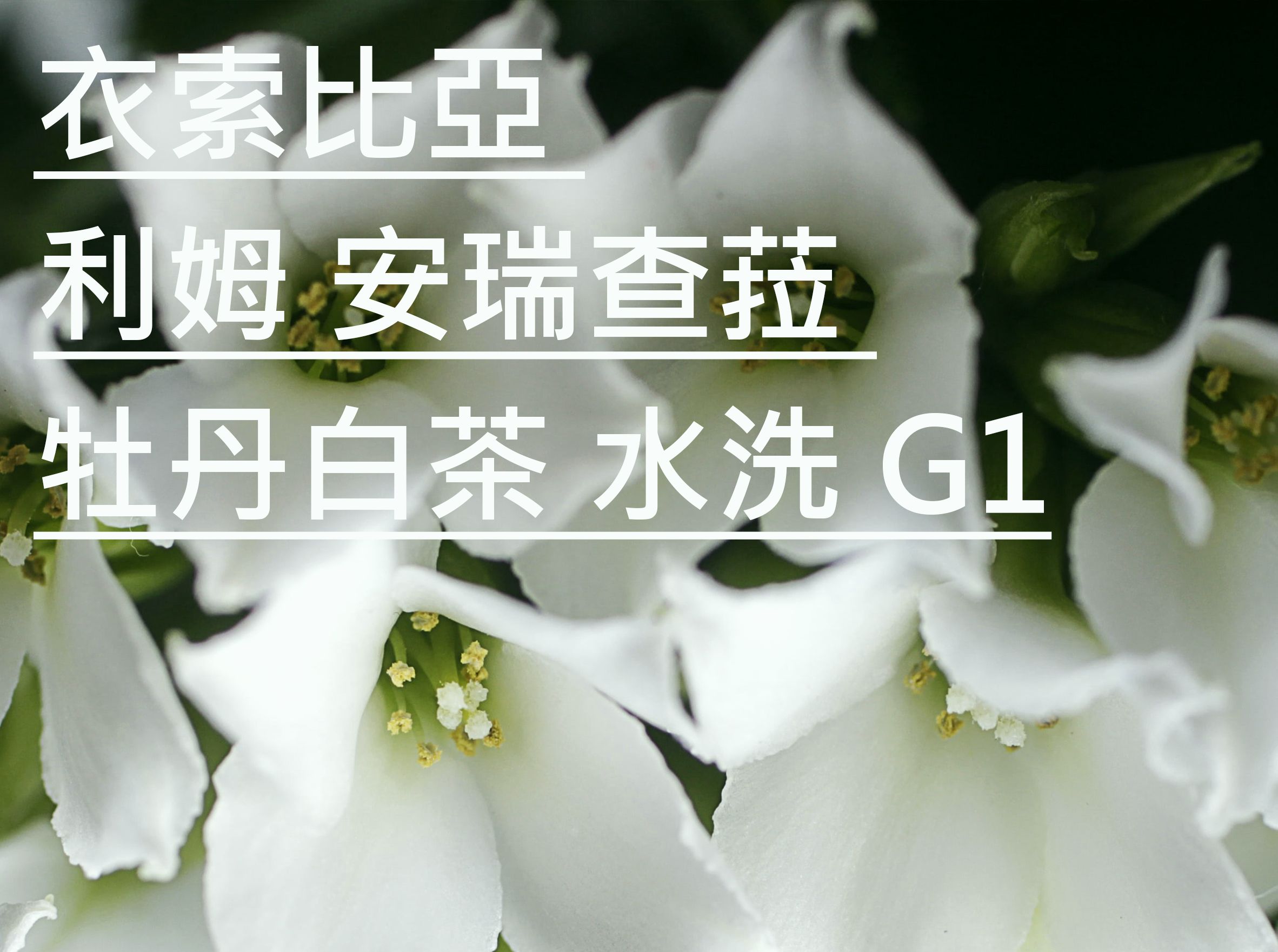 衣索比亞 利姆 安瑞查菈 牡丹白茶 水洗 G1