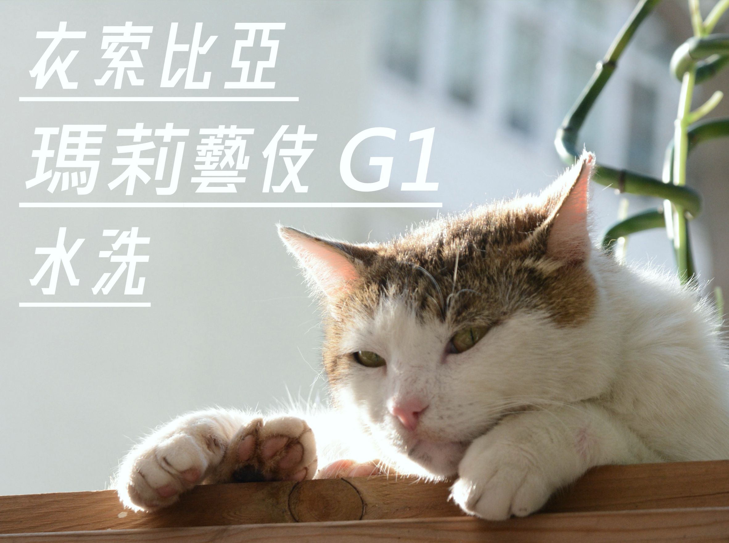 衣索比亞 瑪莉藝伎 G1 水洗