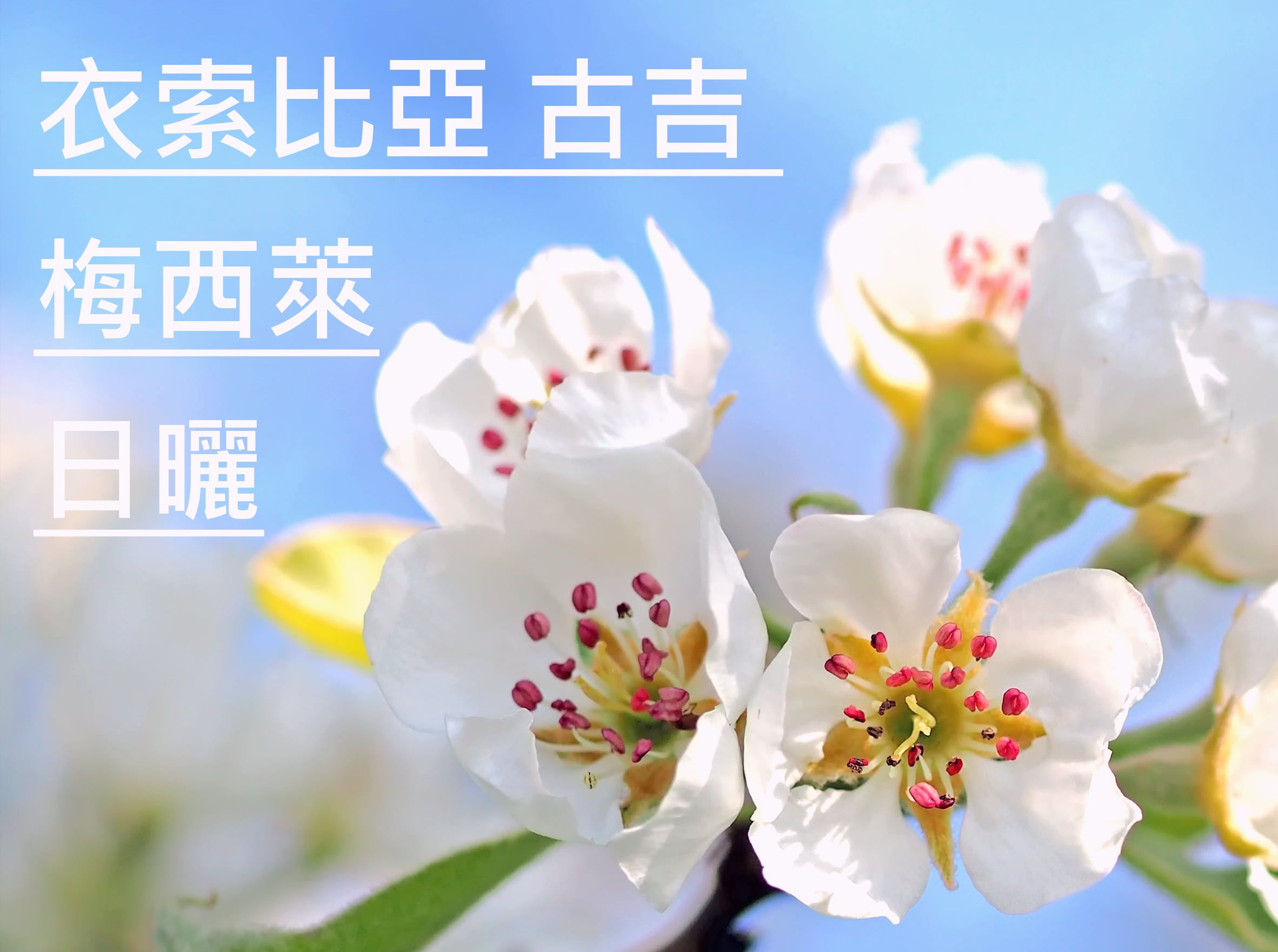 衣索比亞 古吉 梅西萊 日曬