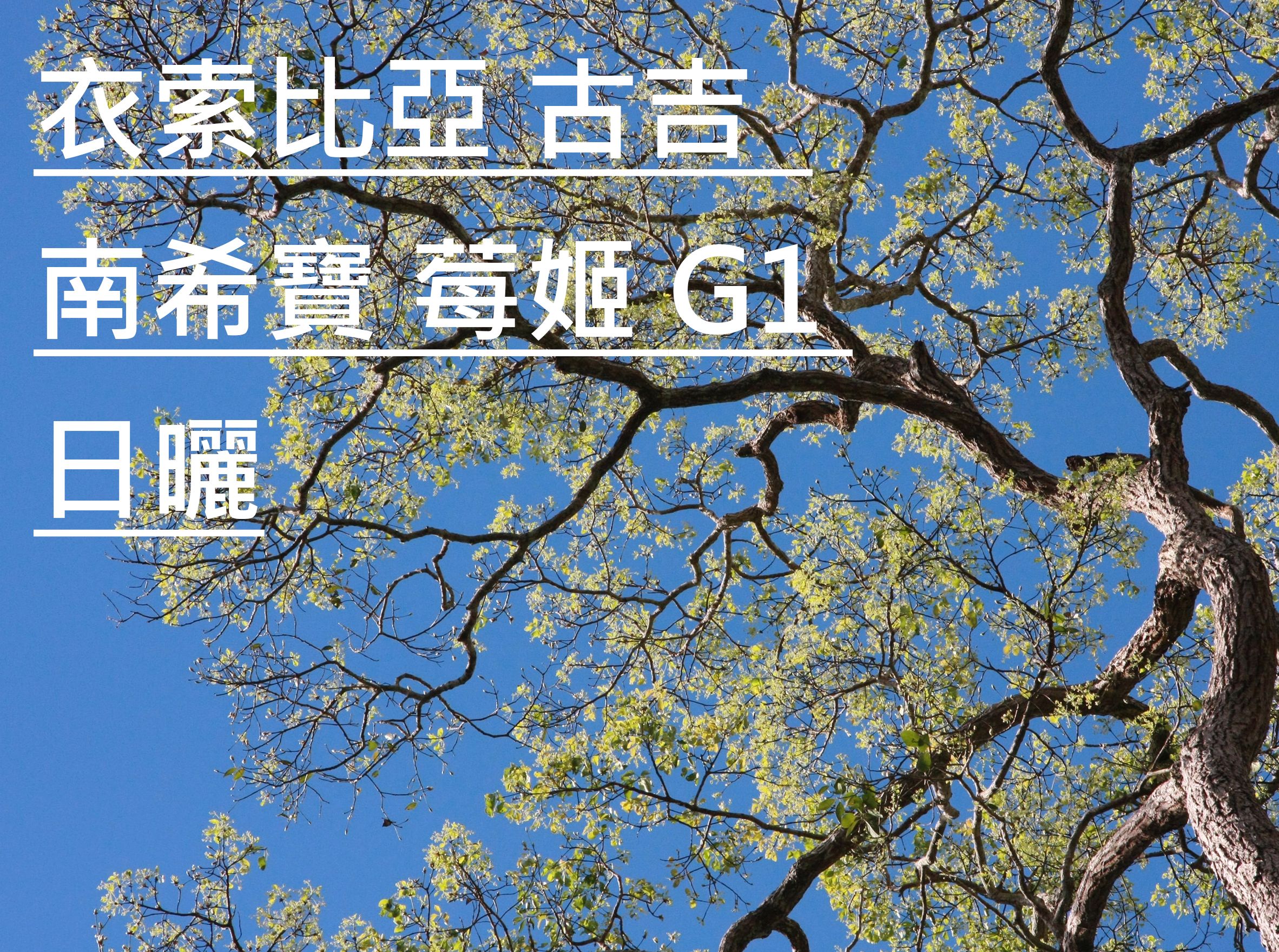 衣索比亞 古吉  南希寶 莓姬 G1 日曬
