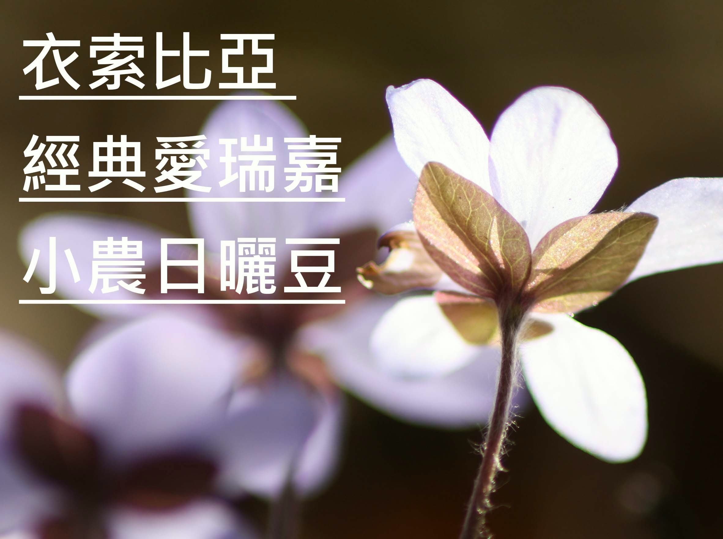 衣索比亞 經典愛瑞嘉小農日曬