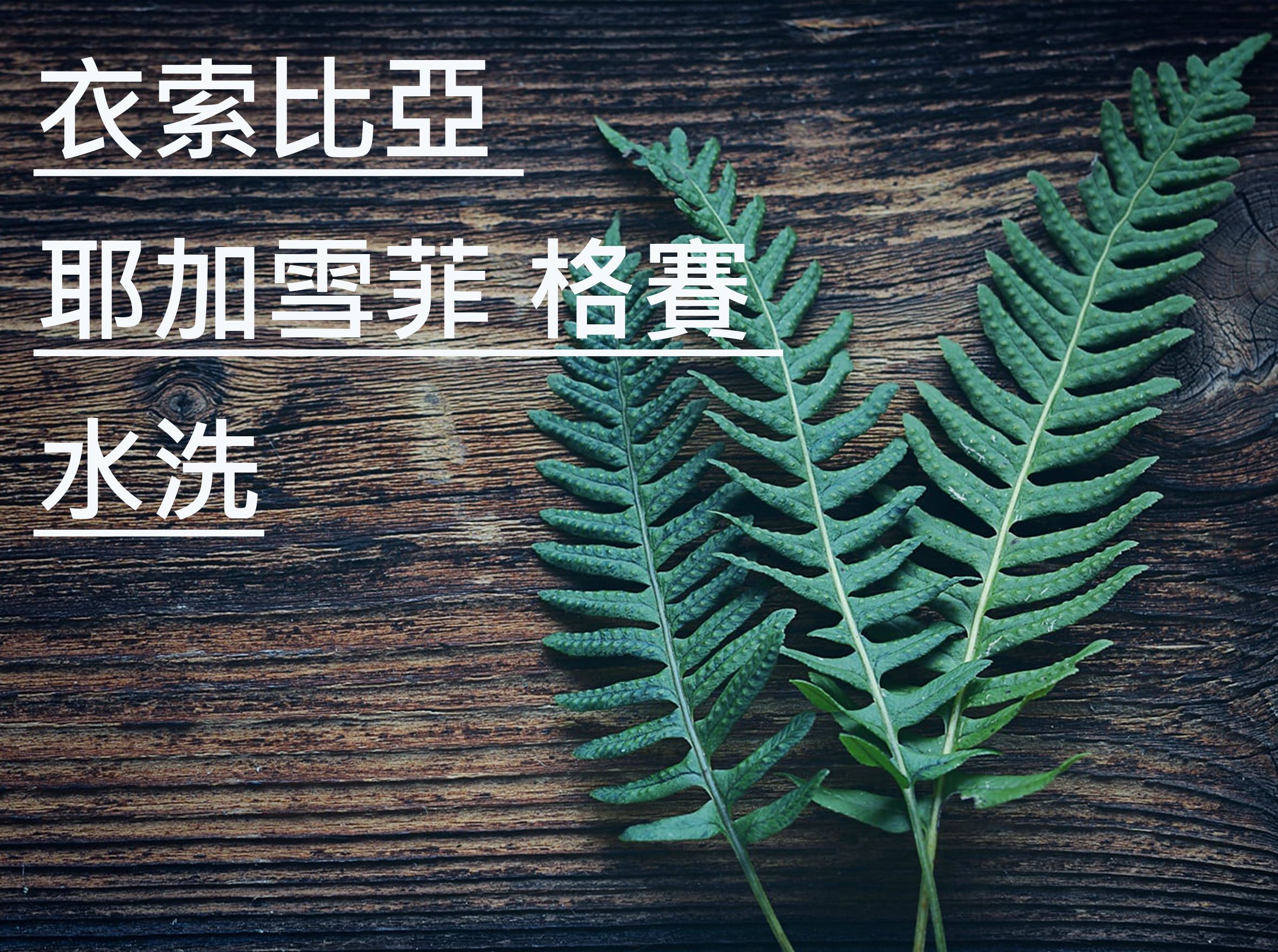 衣索比亞 耶加雪菲 格賽 水洗