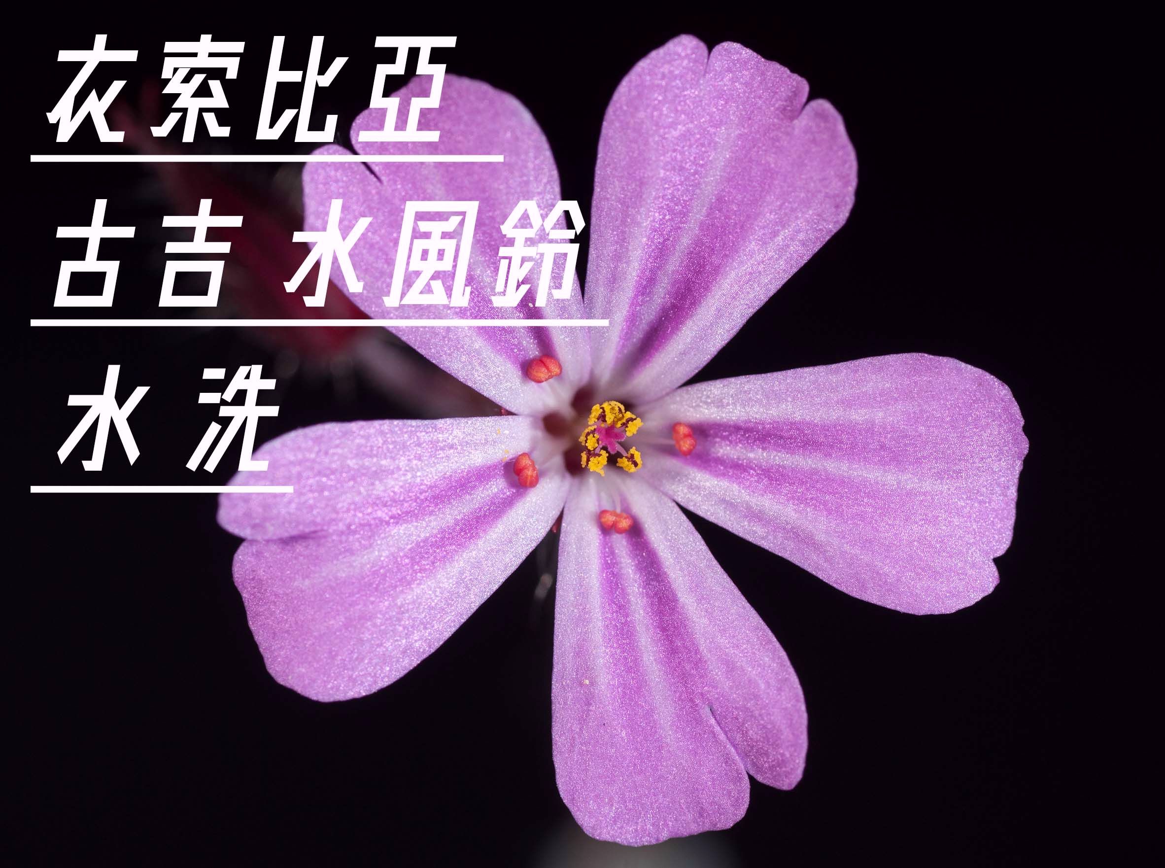 衣索比亞 水洗 古吉 水風鈴