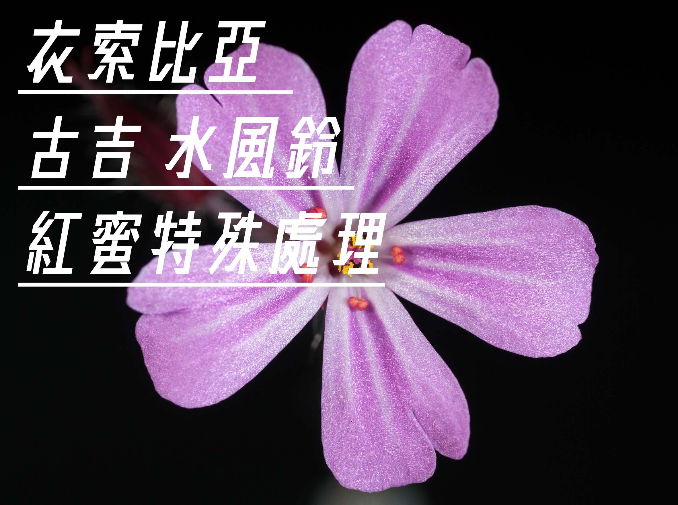 衣索比亞 古吉 水風鈴 G1 紅蜜特殊批次