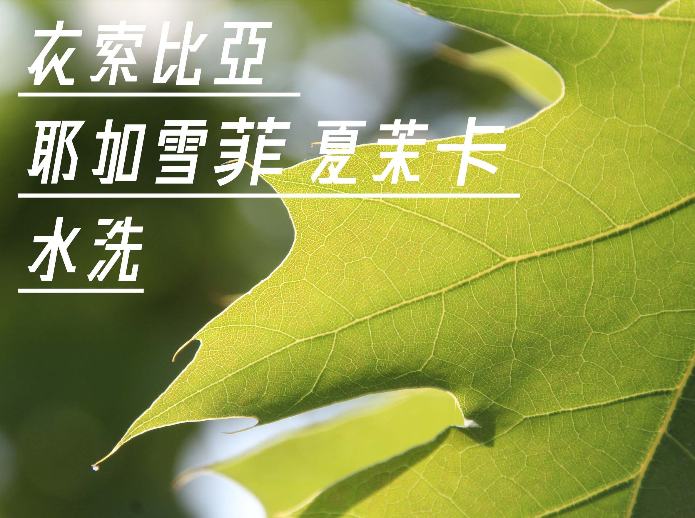 衣索比亞 耶加雪菲 夏茉卡 水洗