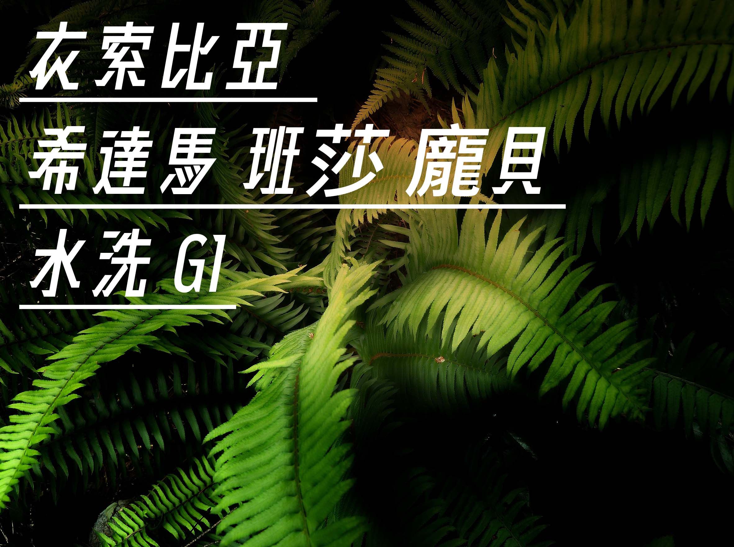 衣索比亞 希達馬 班莎 龐貝 水洗 G1