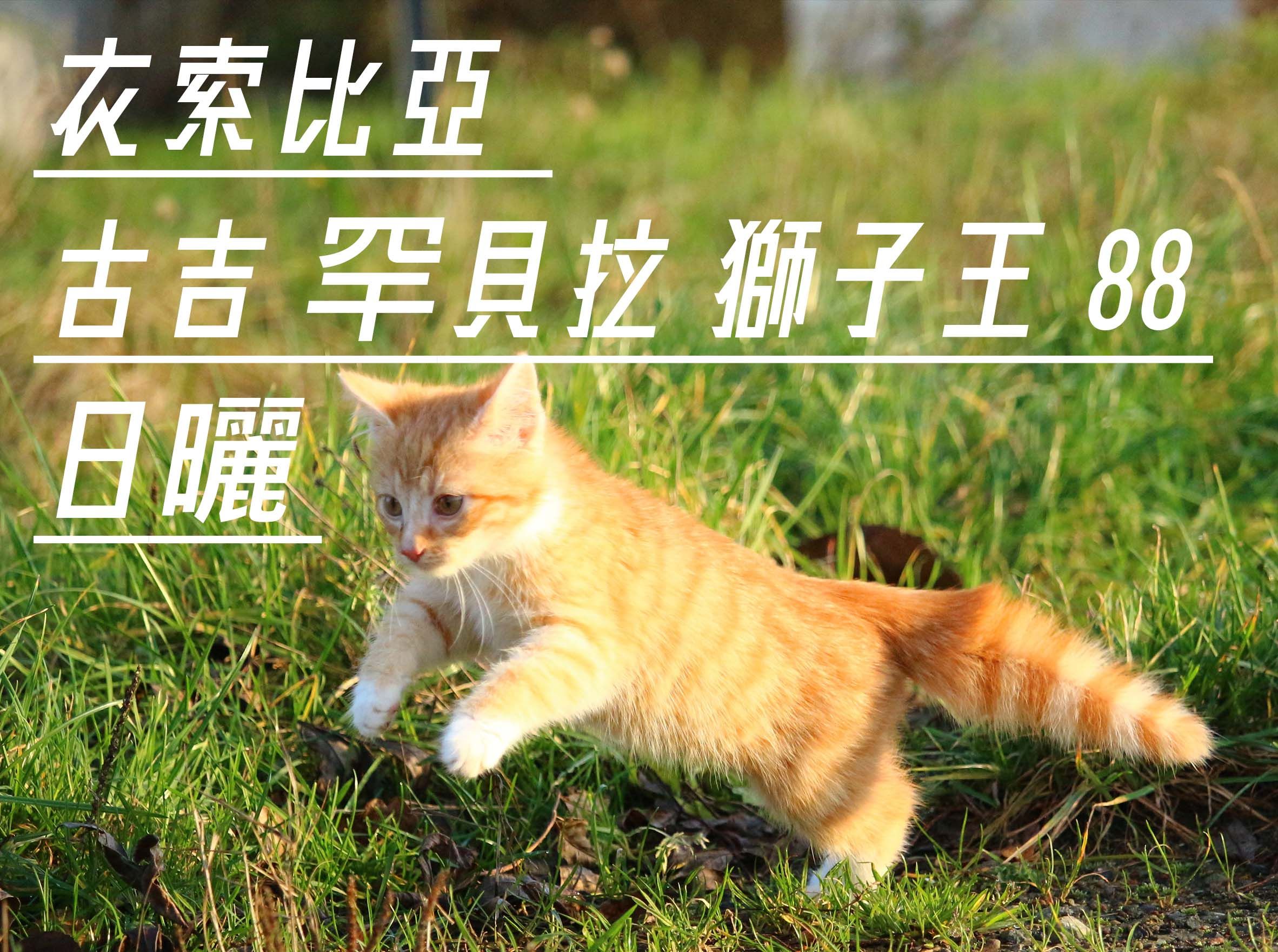 衣索比亞 古吉 罕貝拉 獅子88 日曬