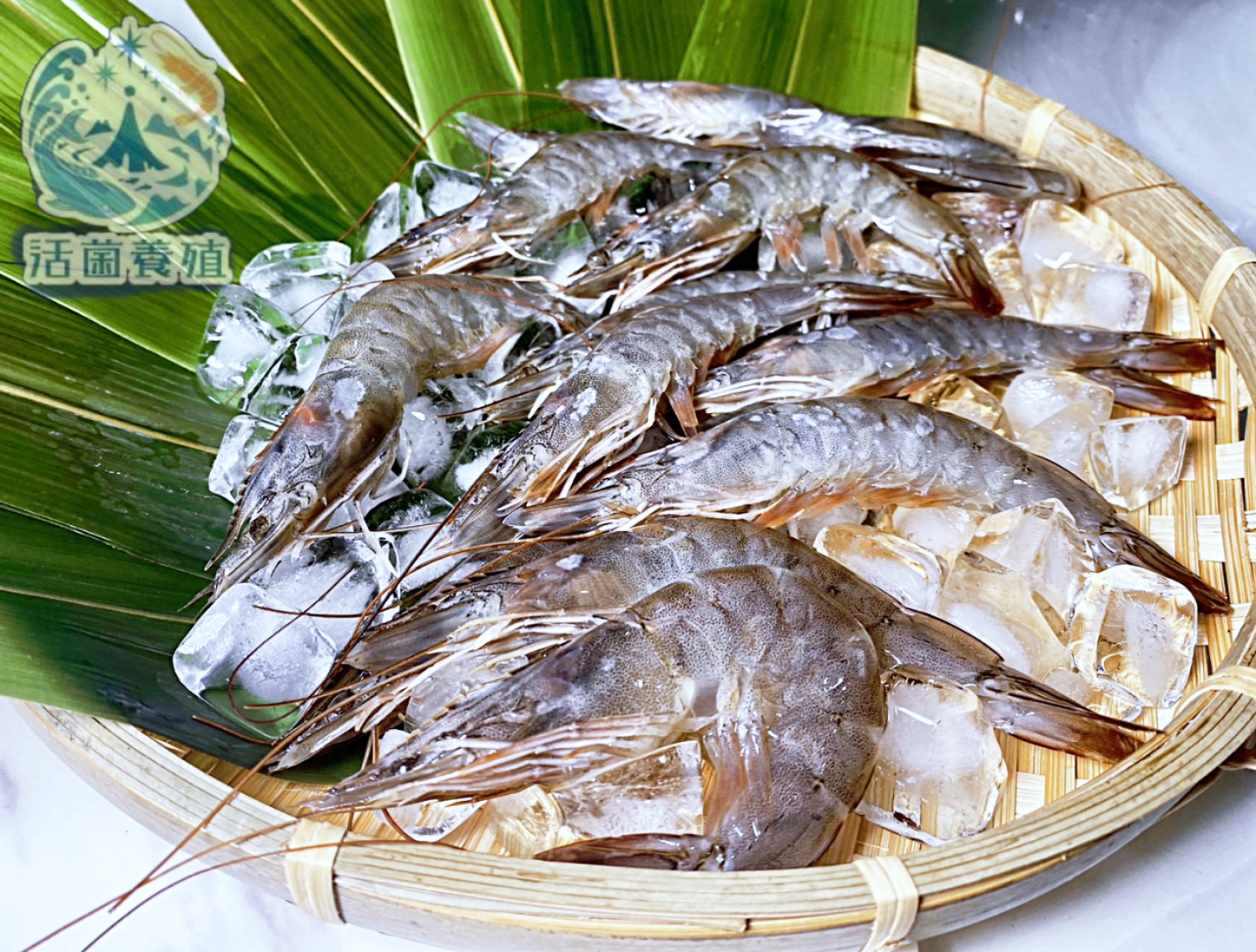 活菌養殖-白蝦，真空冷凍出貨