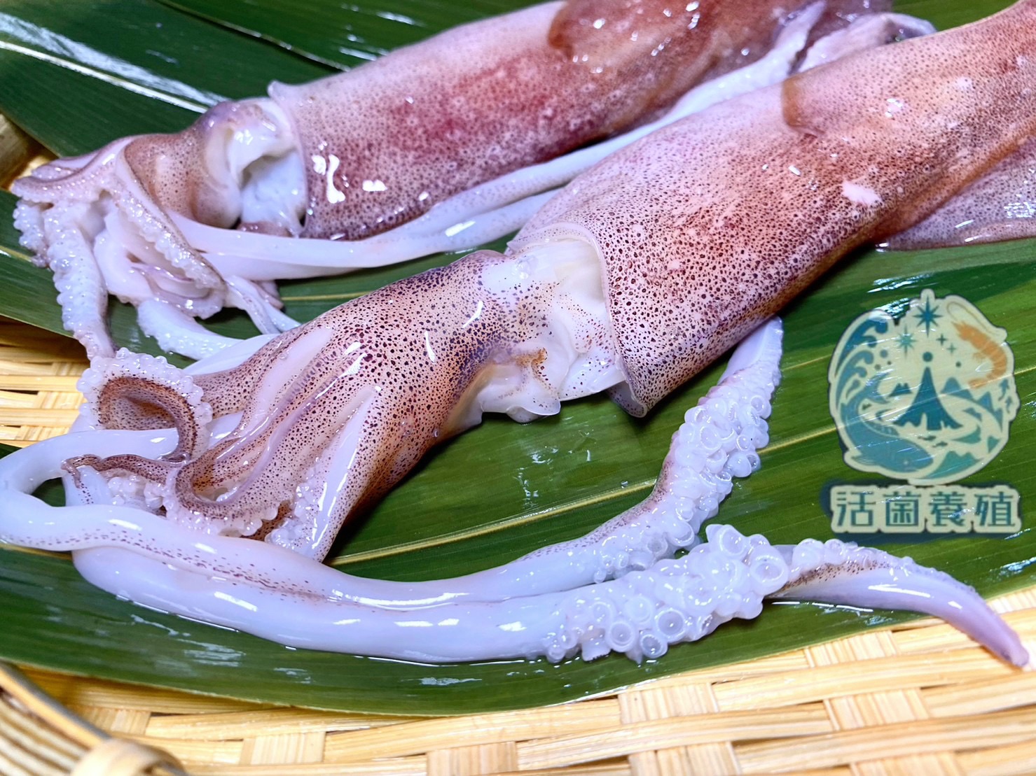 南洋魚販售所-現撈船凍小卷-兩～三尾裝，殺好，中管，真空