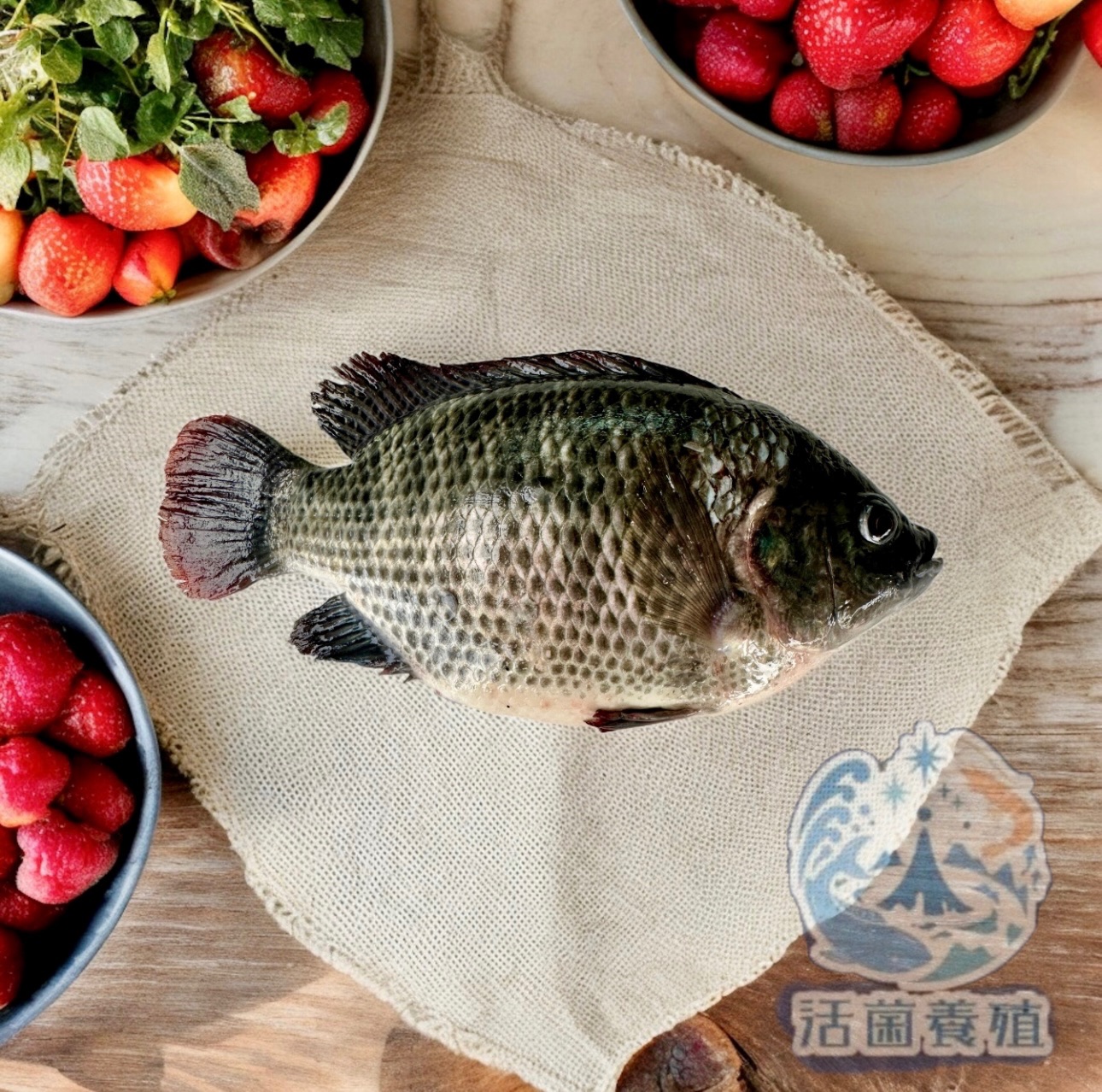 活菌養殖-鹹水 台灣鯛 吳郭魚 無土味，南洋魚，殺好，非洲仔，本土