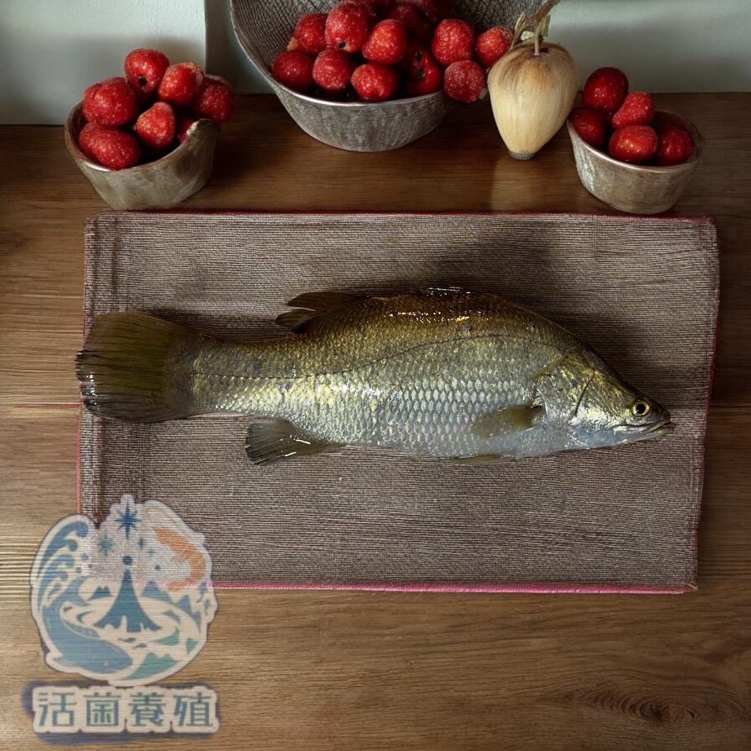 活菌養殖-金目鱸魚-無土味，殺好，真空包裝