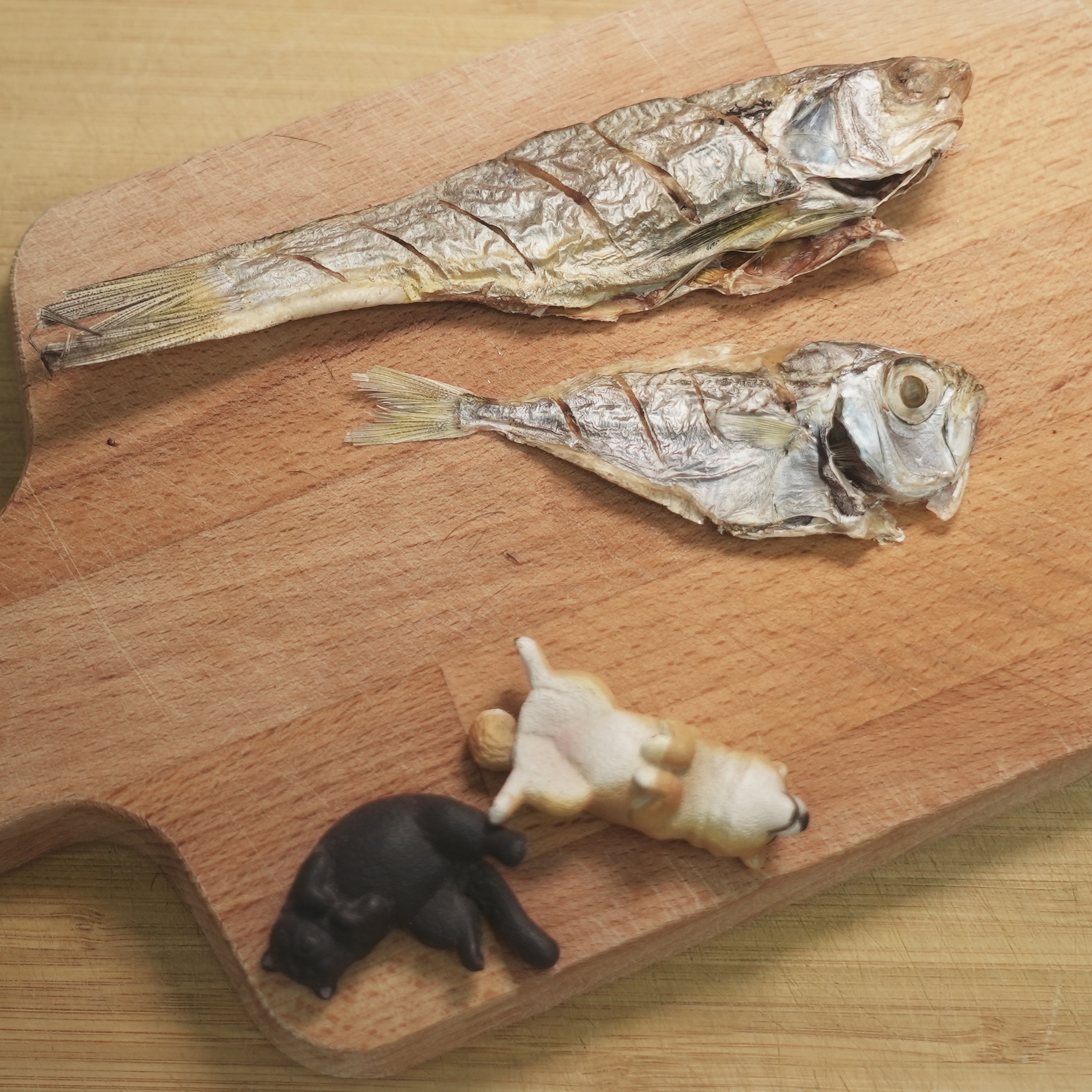 水裡系列🐟🦈（點圖看詳情）
