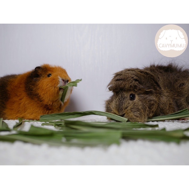 全家都是屁股臉🐹現採現烘最新鮮的乾燥草草們