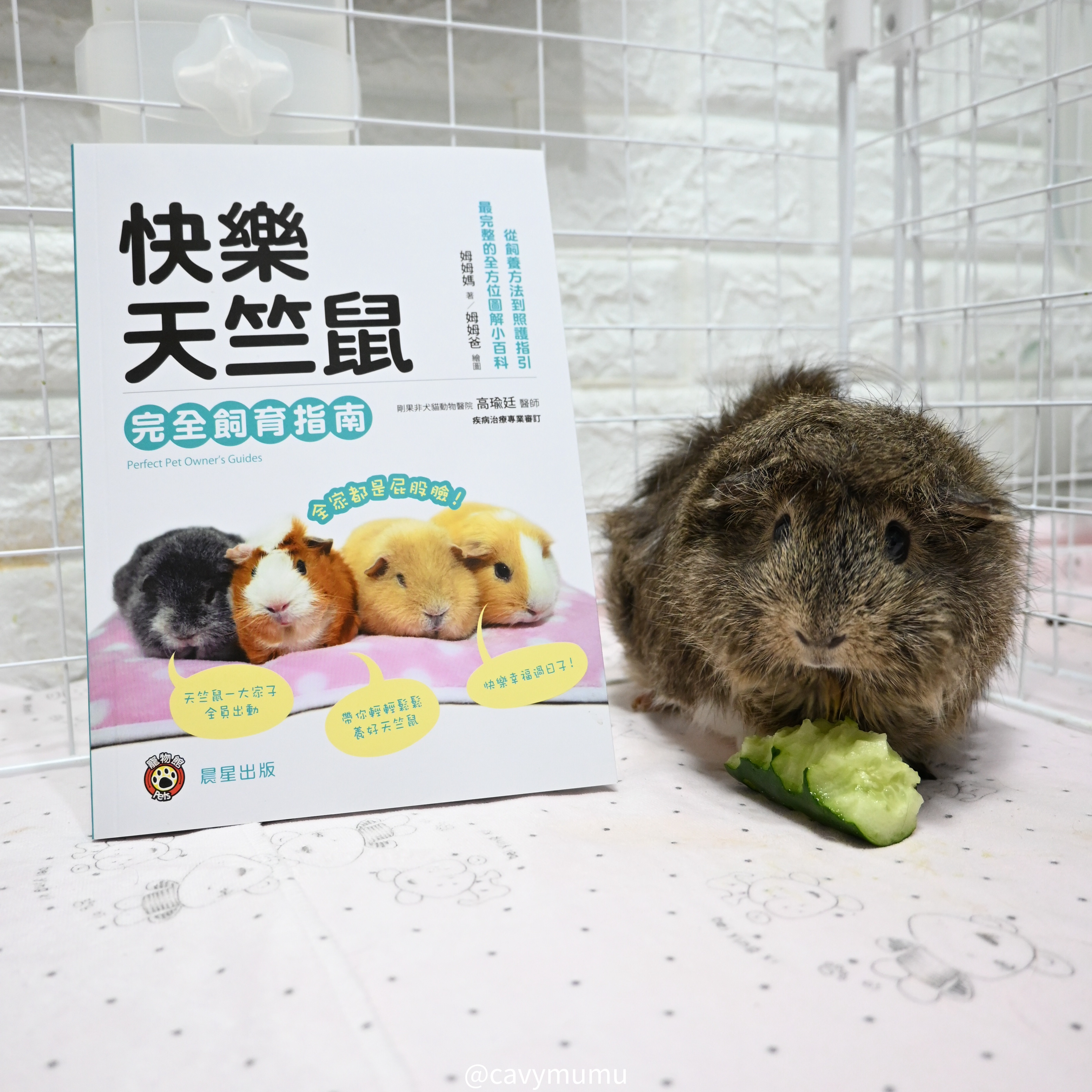 全家都是屁股臉🐹快樂天竺鼠完全飼育指南