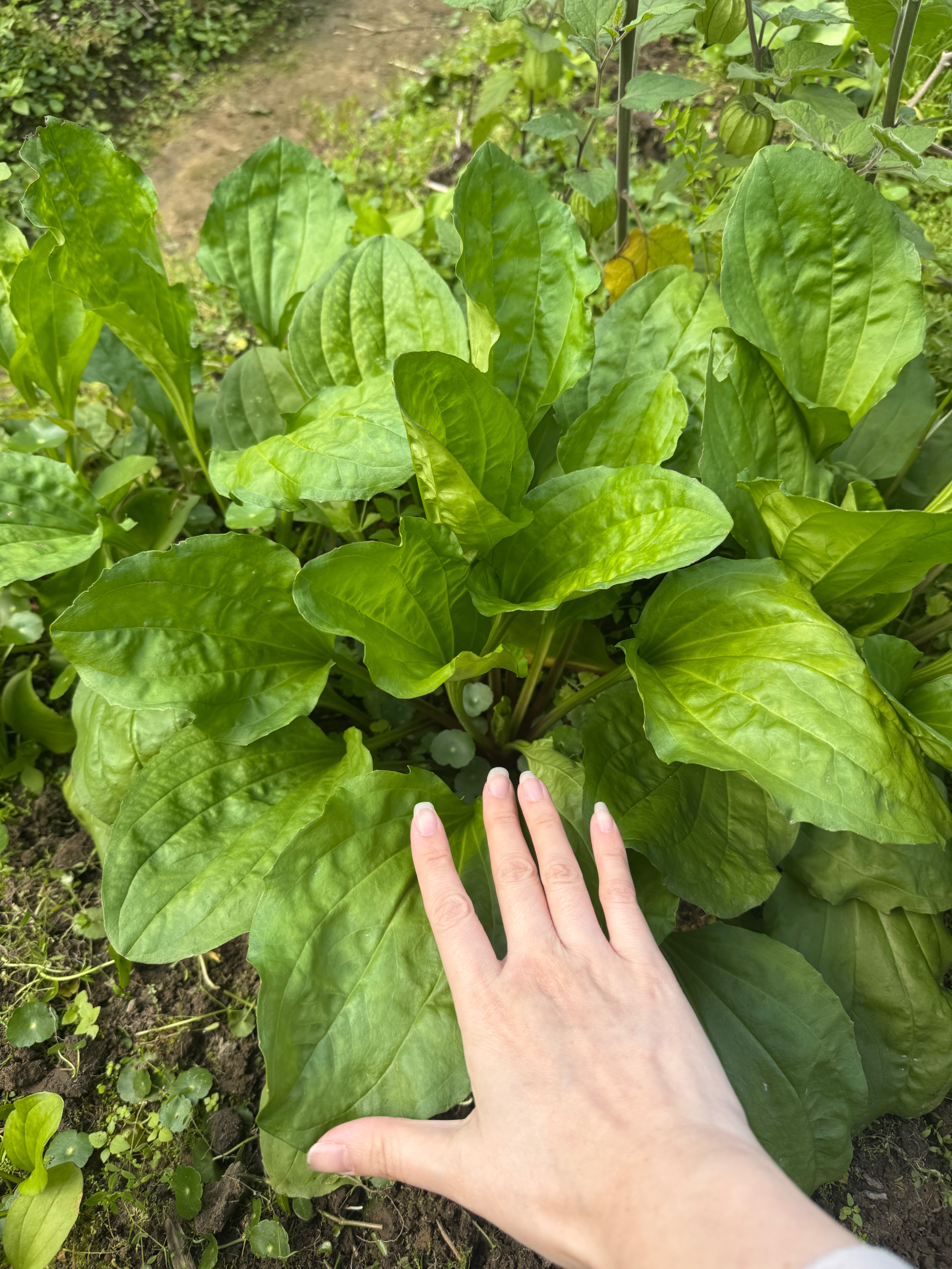 跟大家分享新鮮車前草🌱