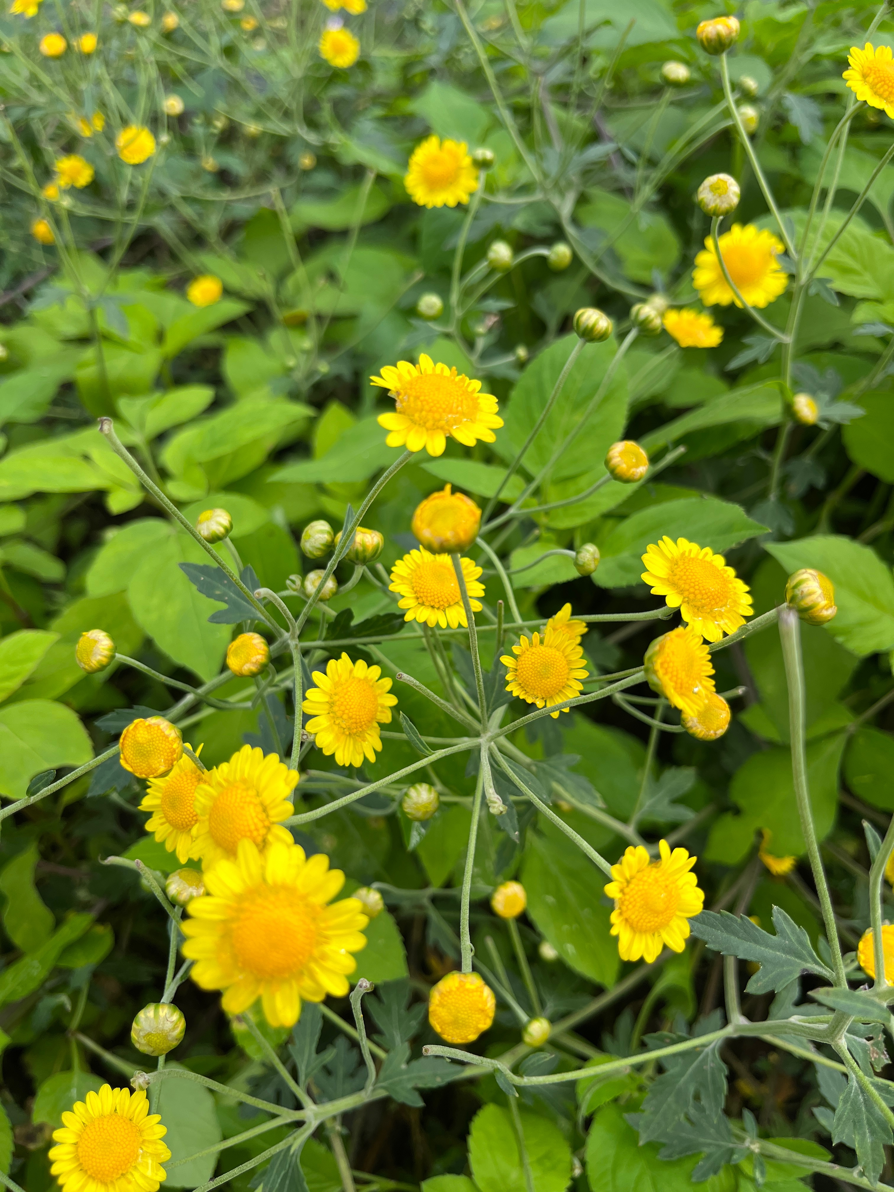 《清優嶺》乾燥小油菊 台灣原生種的菊花