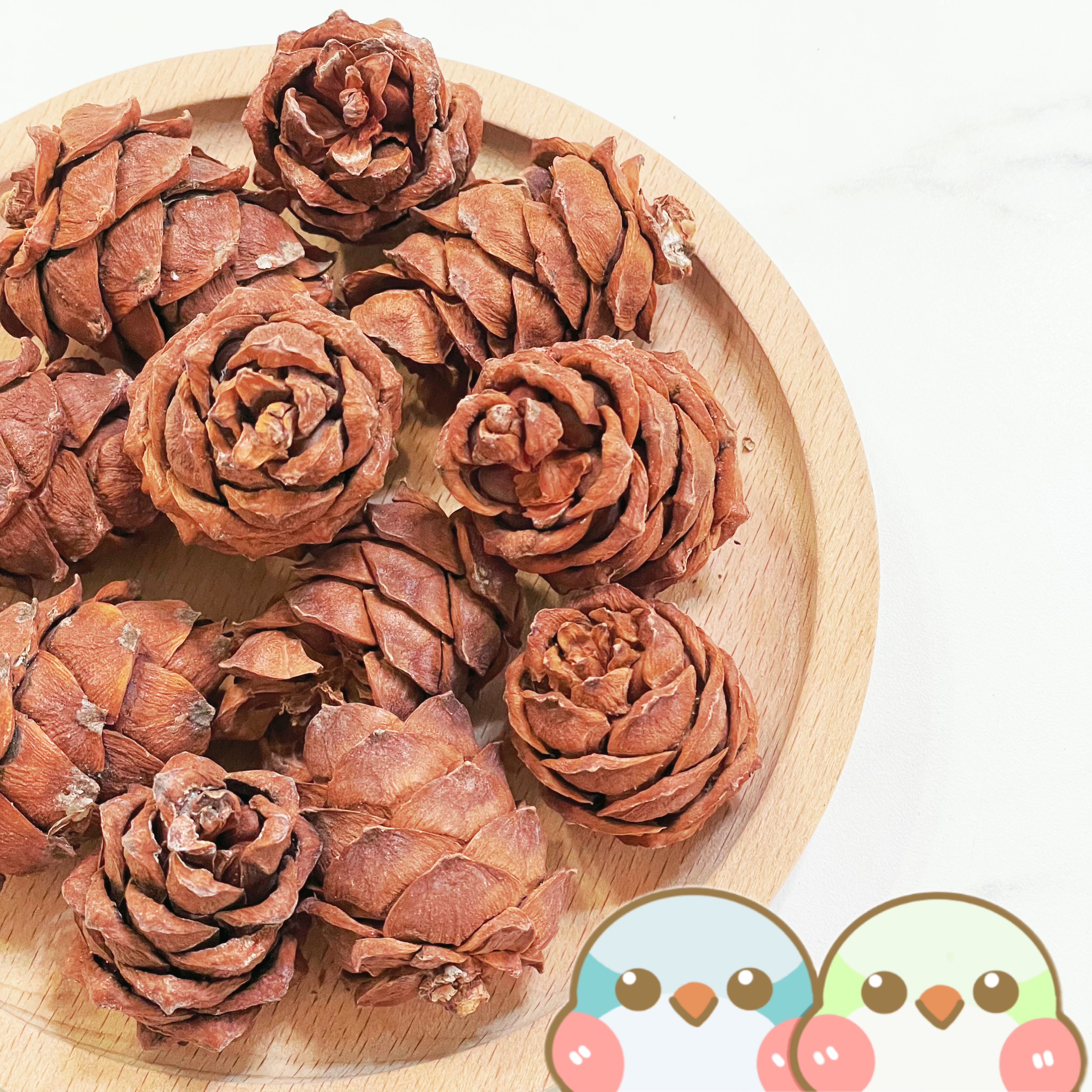 《奶瓜日常》馬尾小松塔 - 鸚鵡零食 小寵零食 低溫烘乾UV殺菌