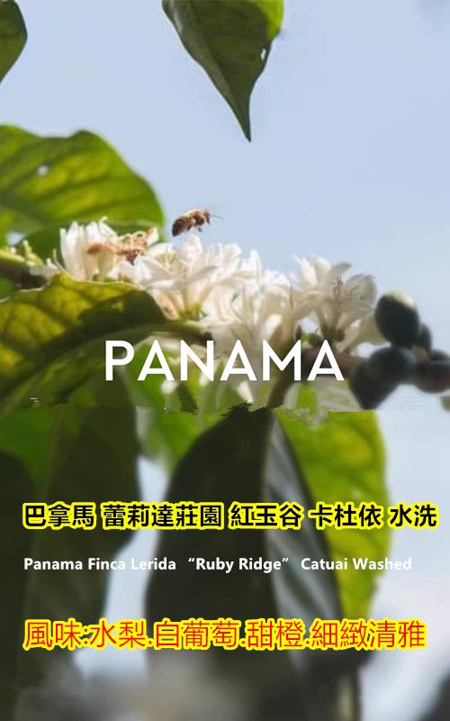 巴拿馬 蕾莉達莊園 紅玉谷 卡杜依 水洗