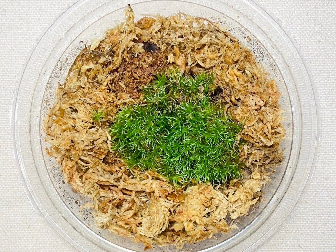 #苔園選物 - 白髮苔