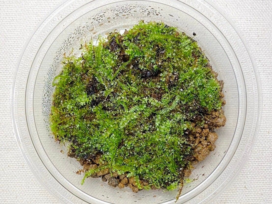 #苔園選物 - 走燈苔屬 / 羽苔科