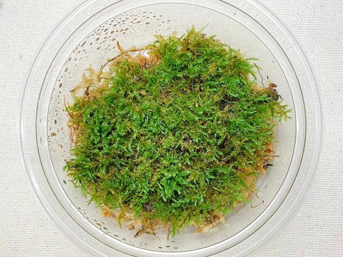 #苔園選物 - 羊角苔