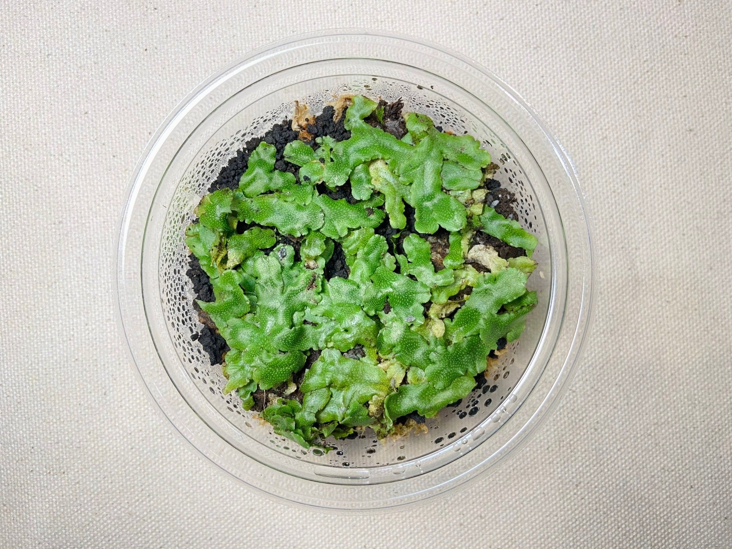 #苔園選物 - 蛇蘚