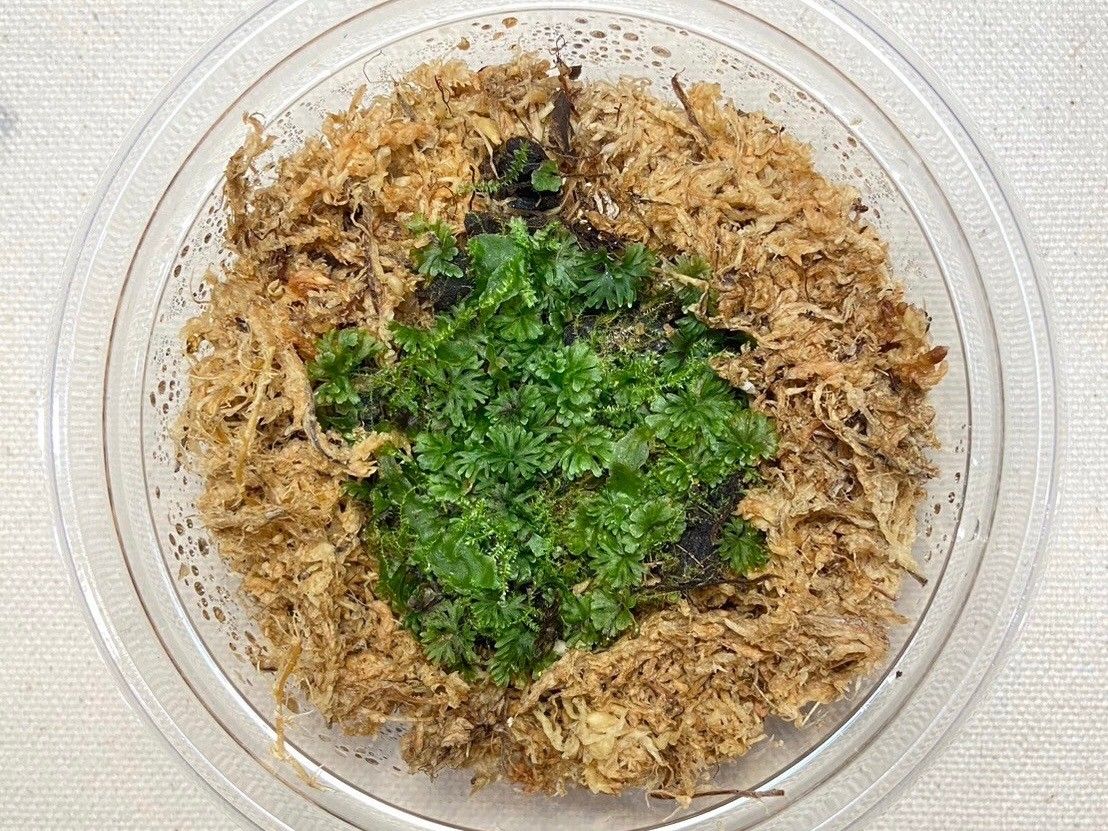 #苔園選物 - 團扇蕨