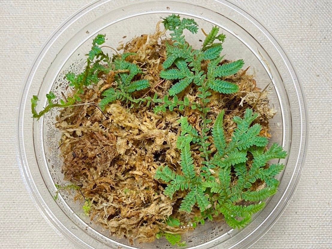 #苔園選物 - 翠雲草