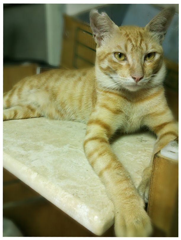 【現貨】天然大理石板 寵物散熱墊 不挑石款優惠區 貓 狗 鼠 兔 角蛙 刺蝟 守宮爬蟲密袋鼯 天竺鼠 毛小孩夏日好睡必備