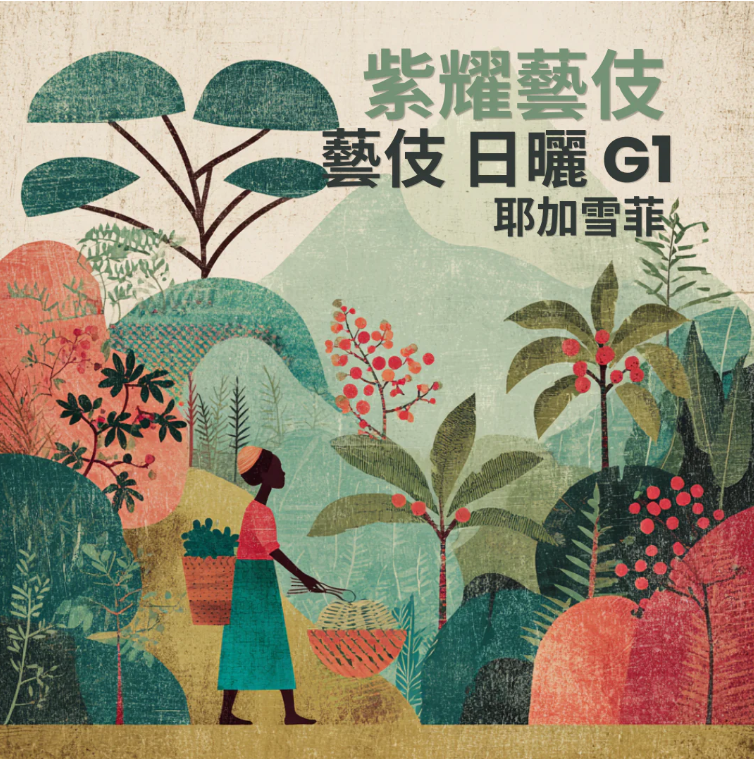 日曬 耶加雪菲 紫耀藝妓 G1
