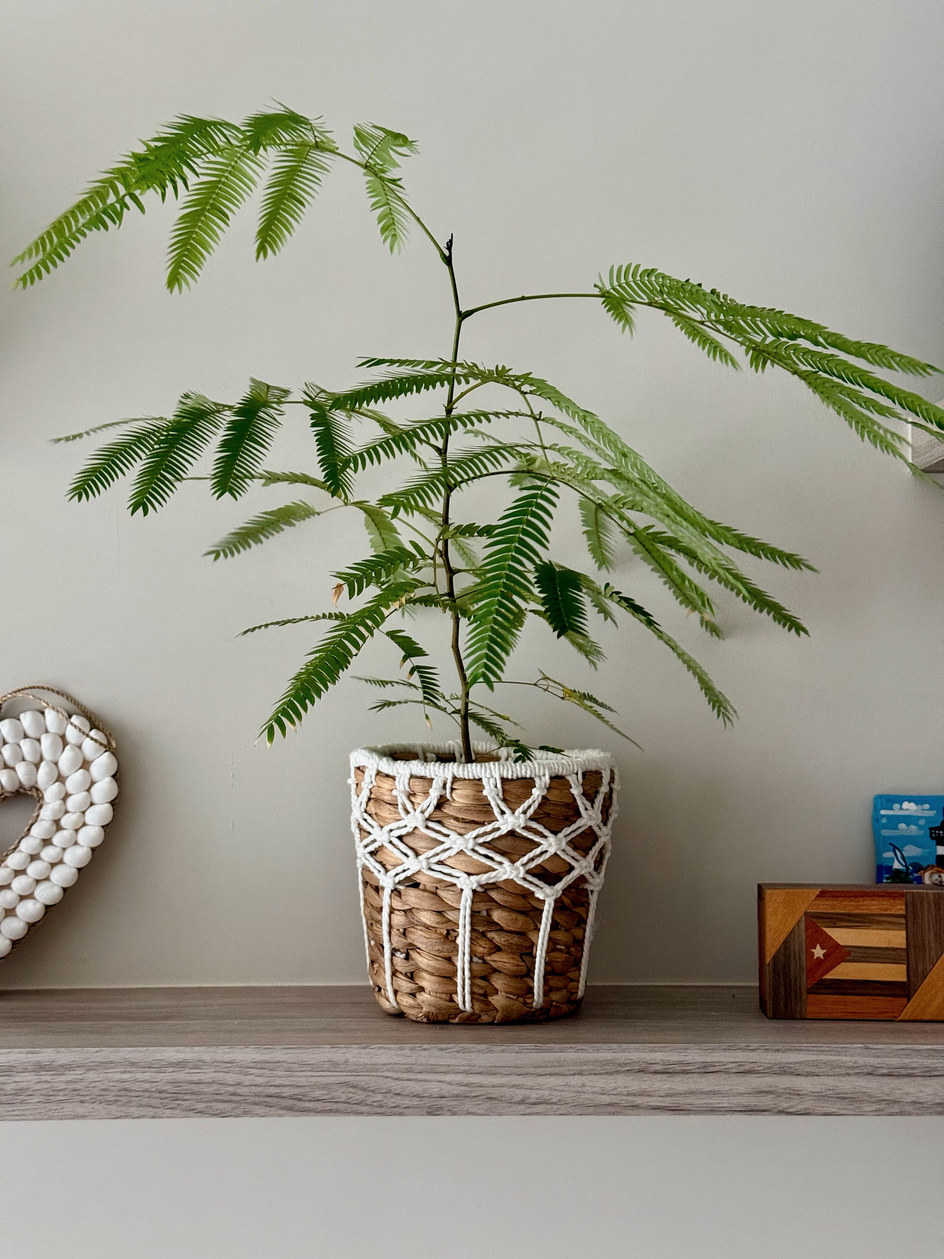 DecoDazzle🪬峇里島手工貝殼海草編織花盆