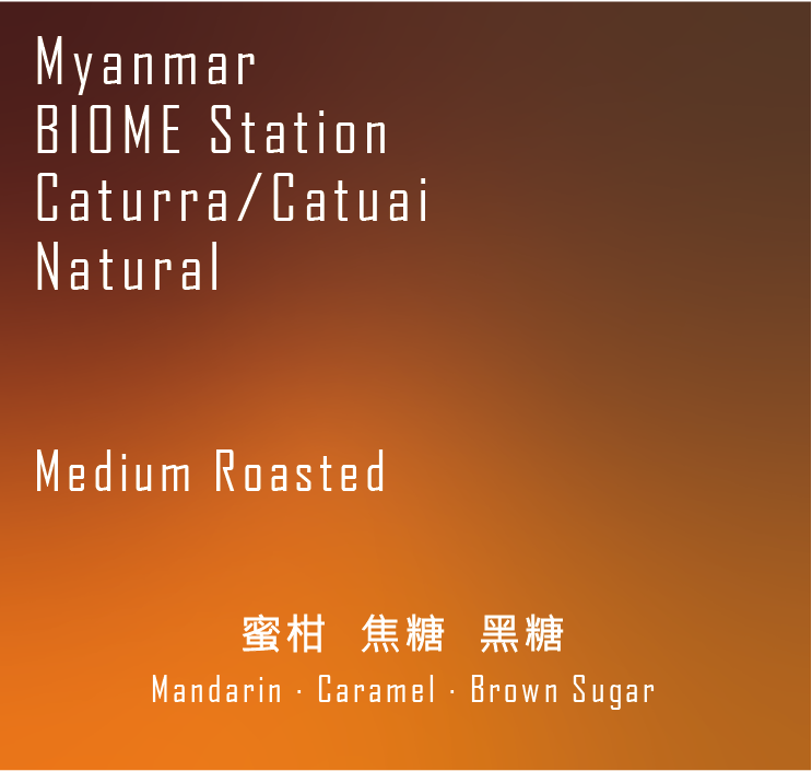 緬甸 BIOME 處理廠 卡杜艾 日曬