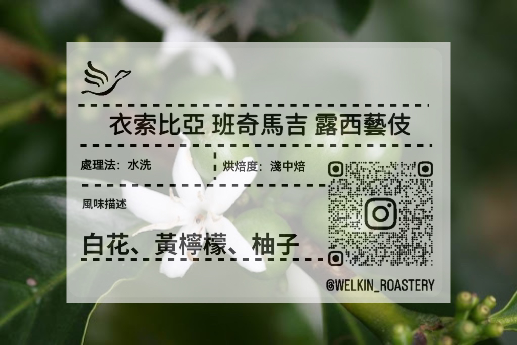 特惠8折 衣索比亞 班奇馬吉 露西藝伎 水洗
