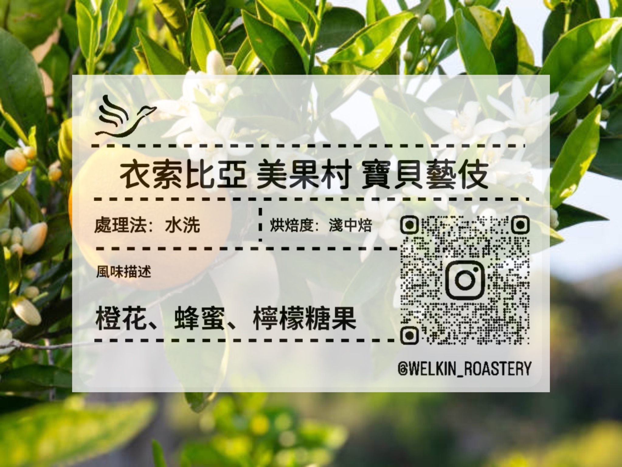 衣索比亞 美果村 寶貝藝伎 水洗