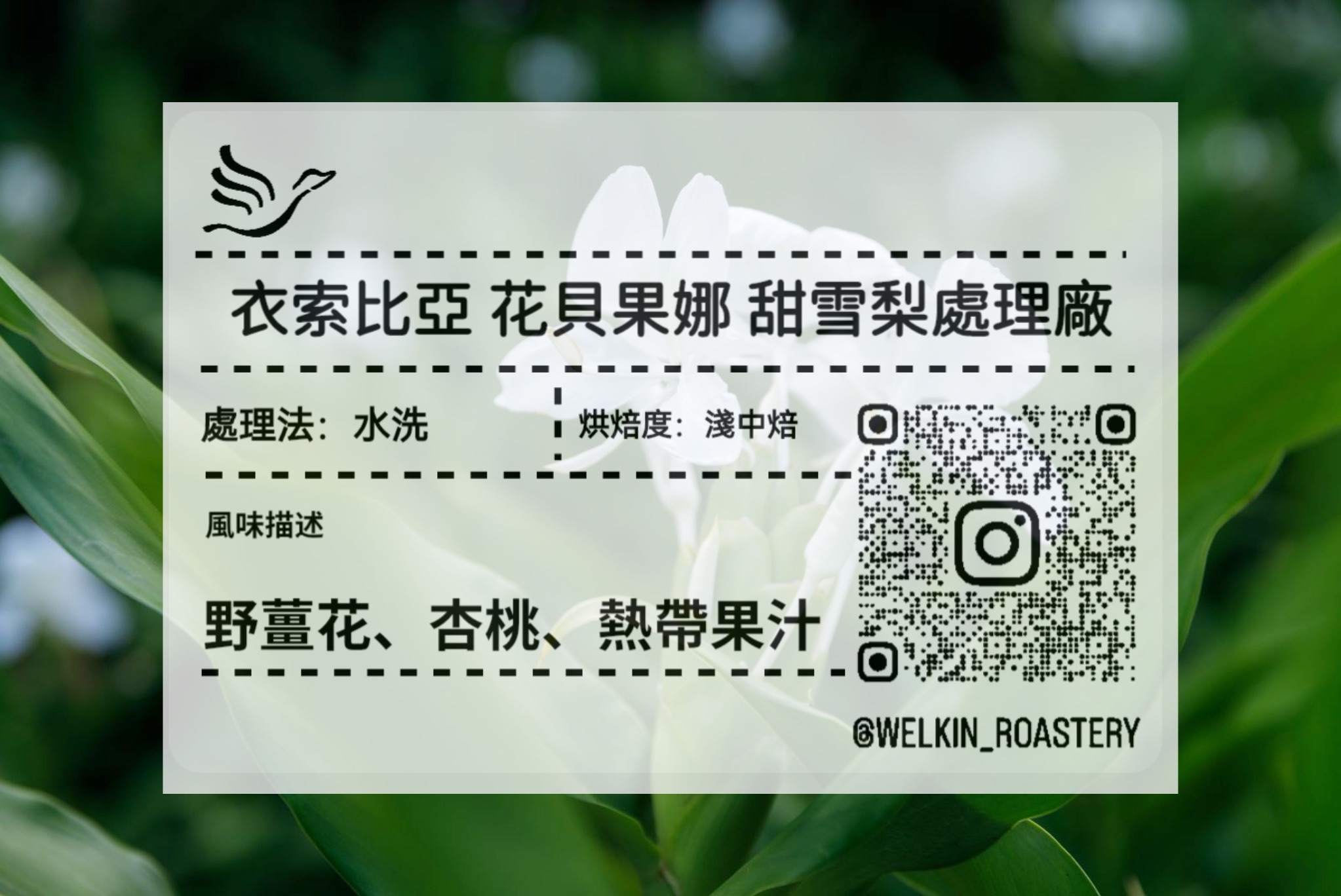 衣索比亞 花貝果娜 水洗