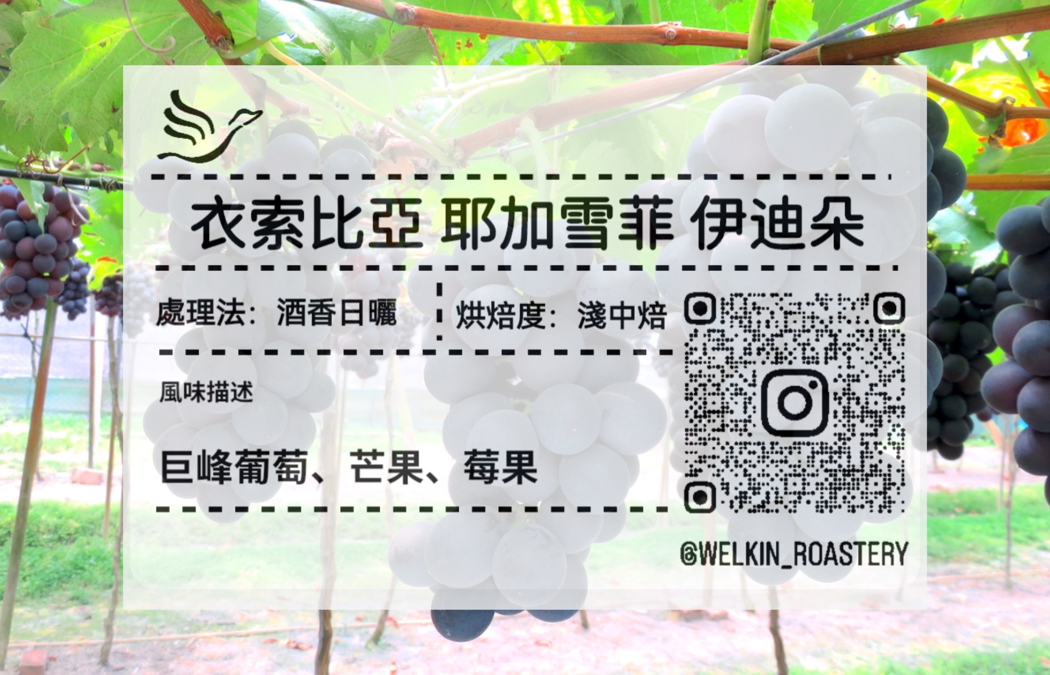 衣索比亞 耶加雪菲 伊迪朵 日曬