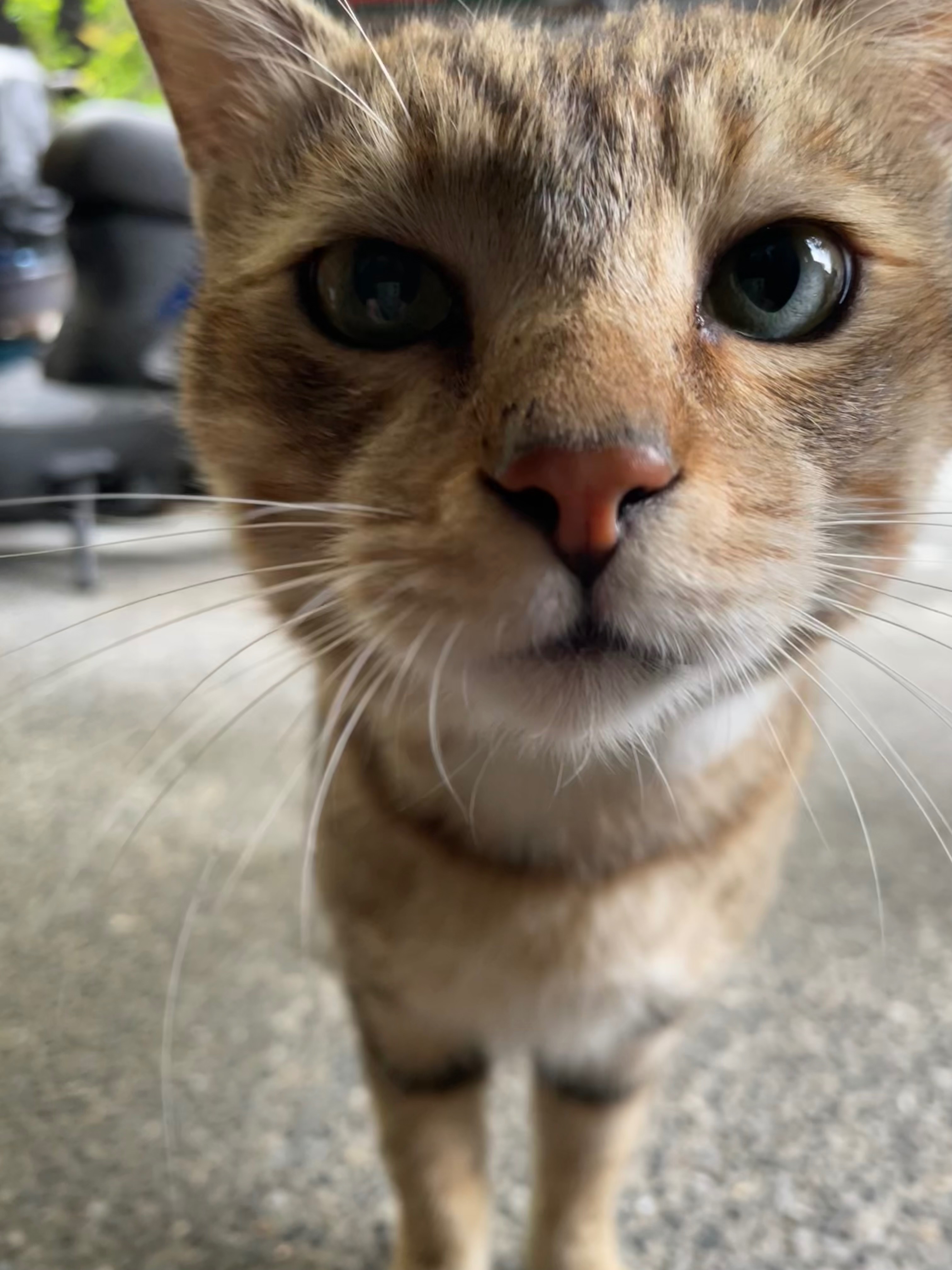 Erin🐿️專屬下單