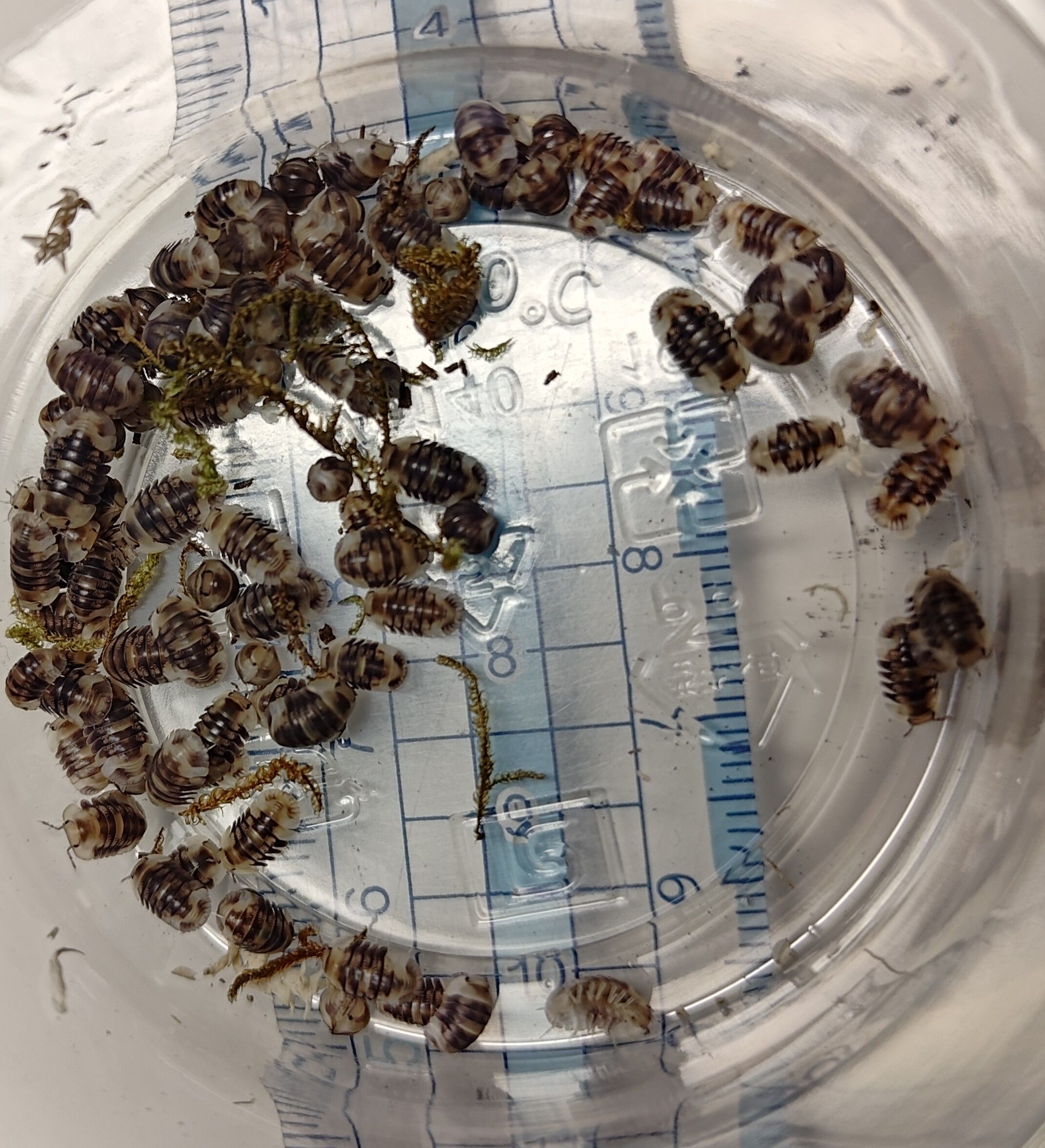 琥珀螢火蟲