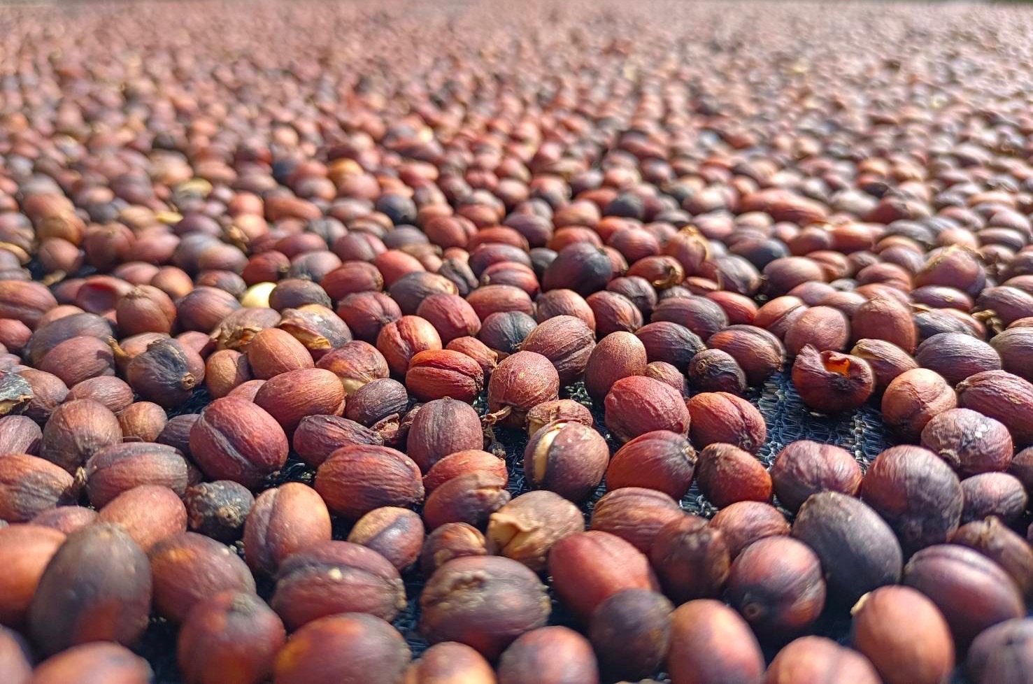 果語工坊 日曬咖啡豆