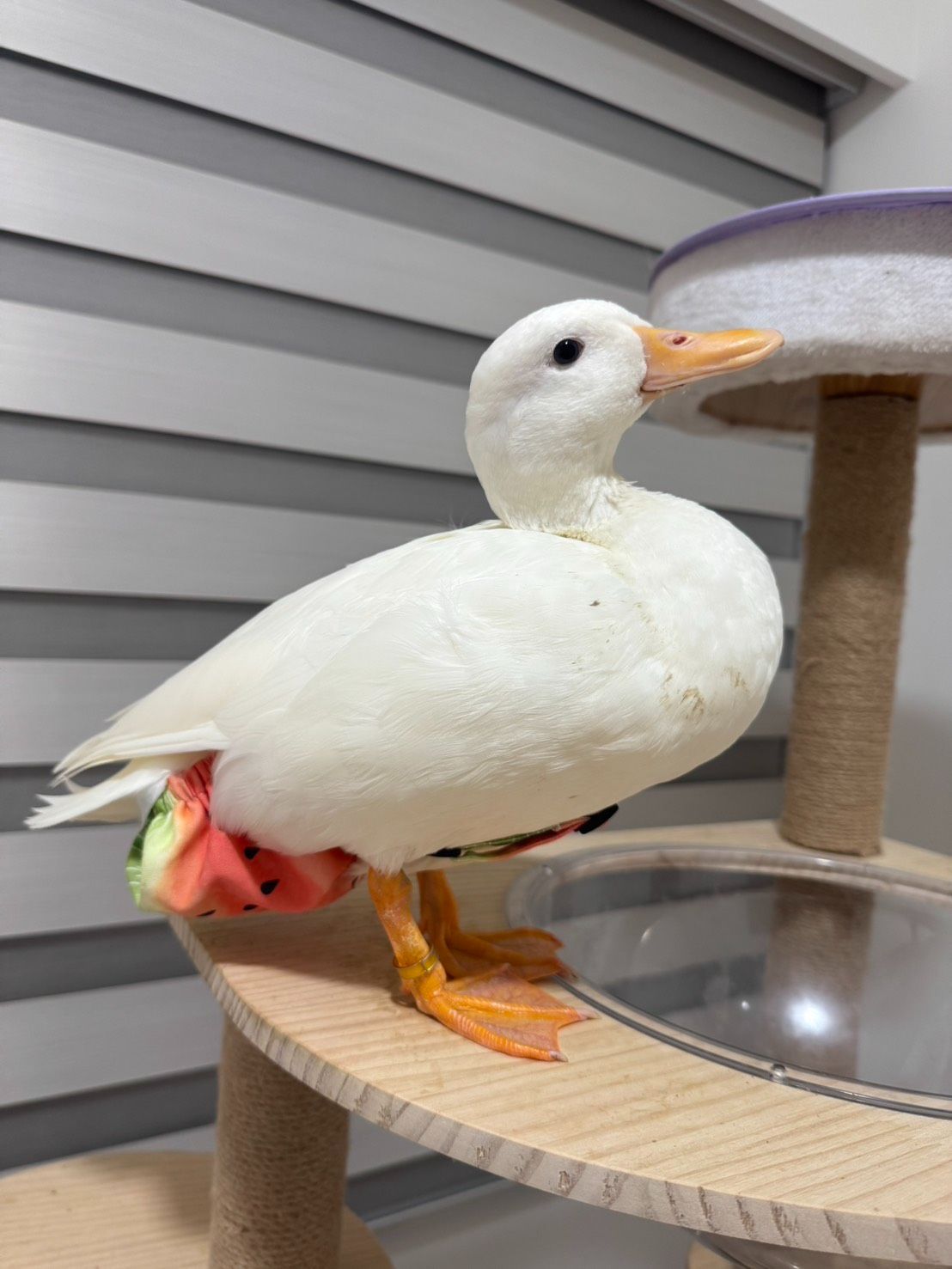 RAE手做  柯爾鴨立體尿布