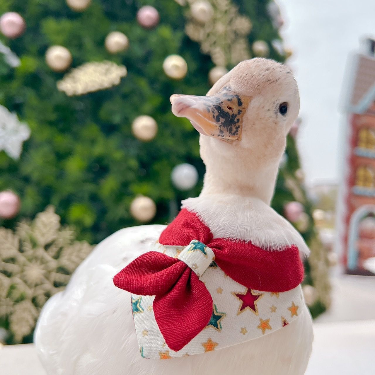 RAE手做  聖誕星星  童軍領巾