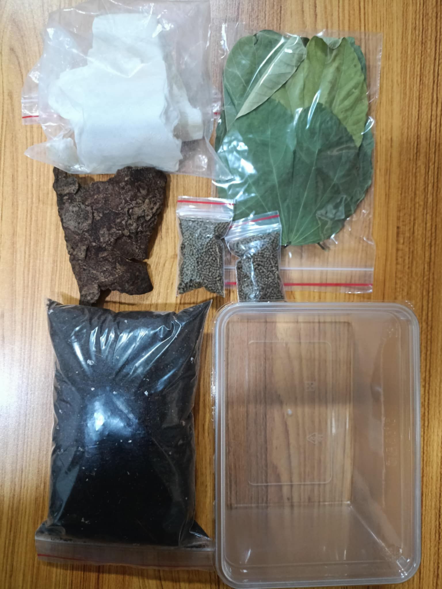 新手簡易飼養套組（1L餅乾盒，需要自行打透氣孔）