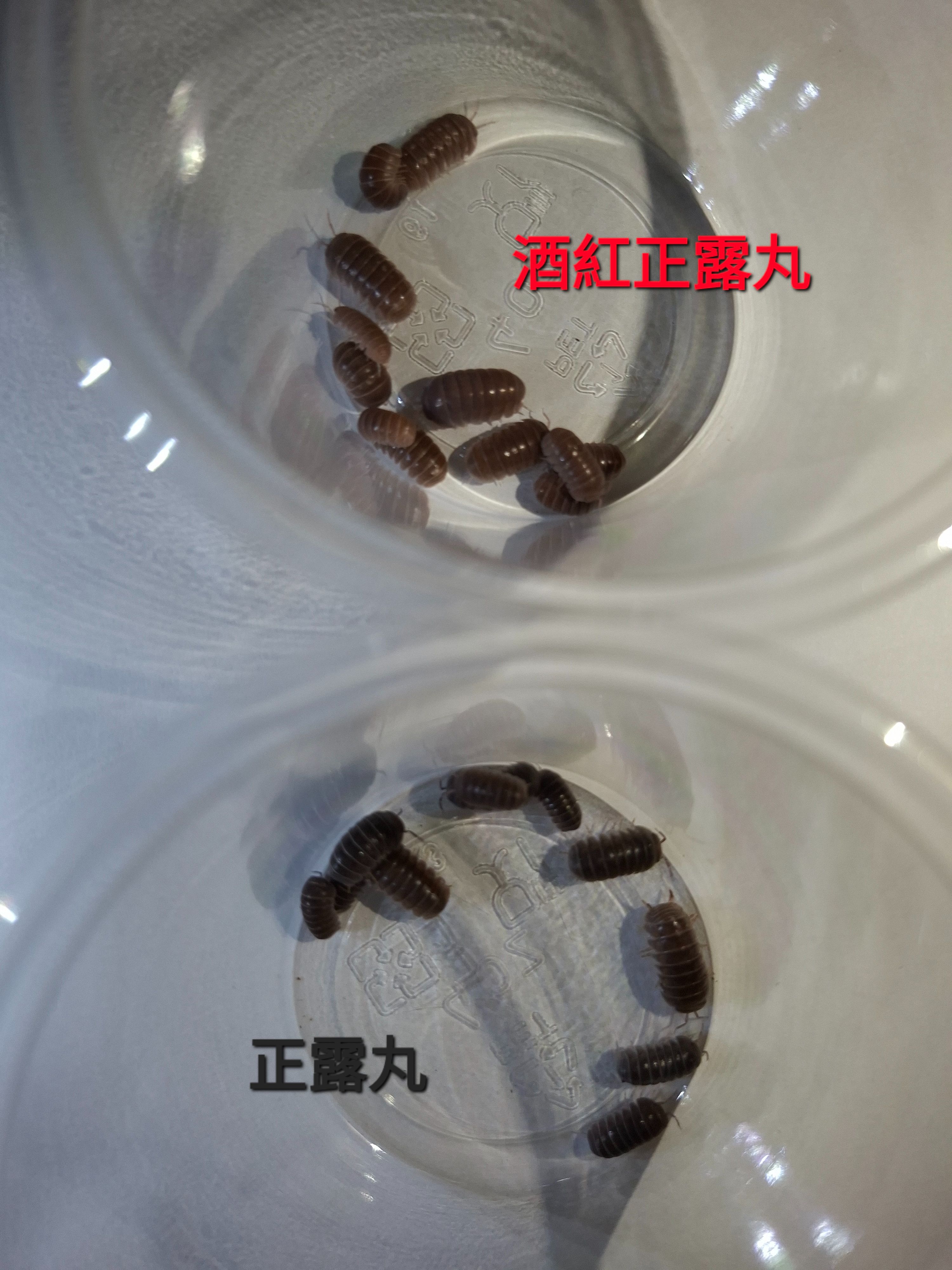 正露丸系列（A屬）