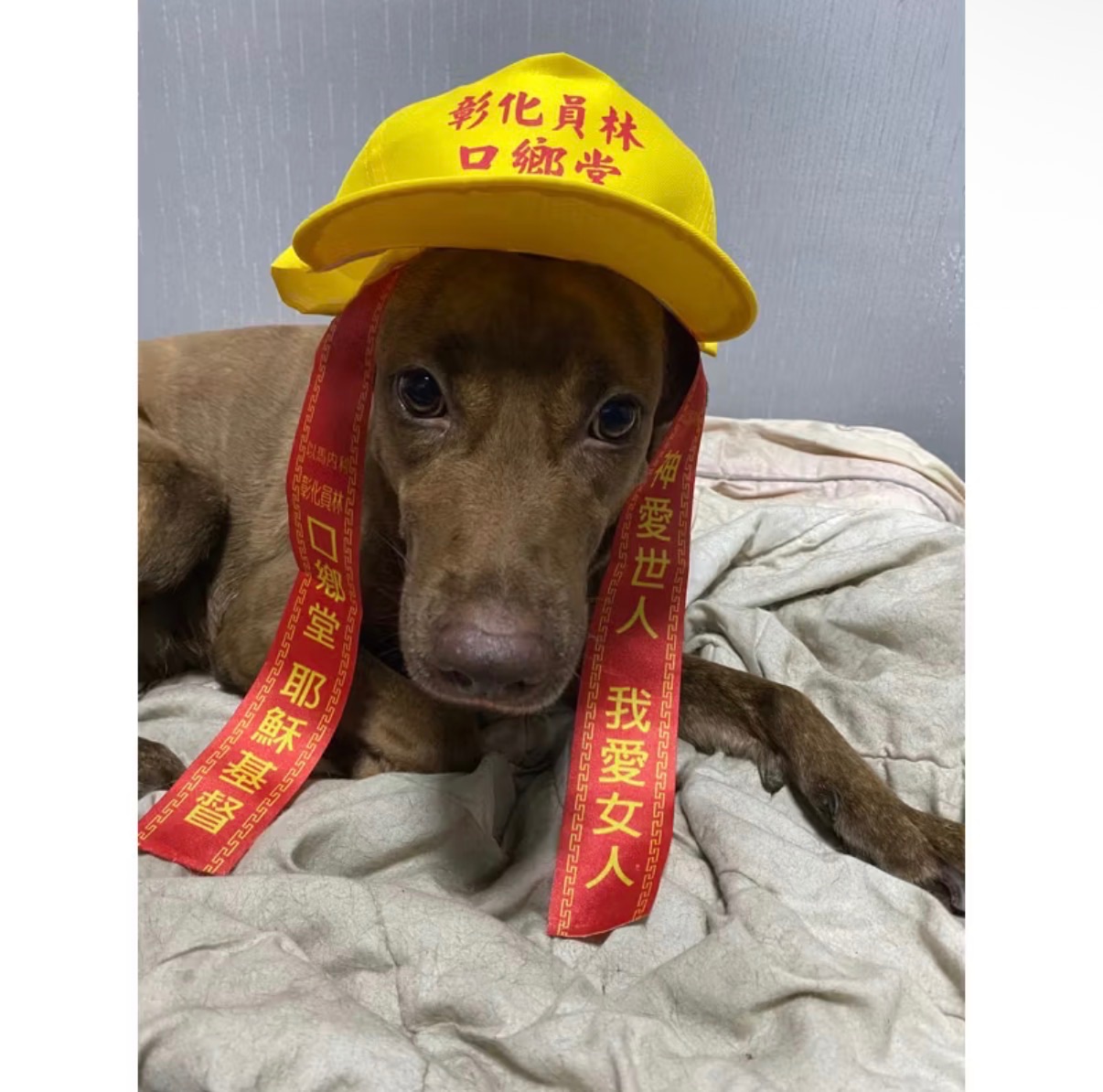 《口鄉堂》乂布要再帽充我的身分ㄌ套組乂