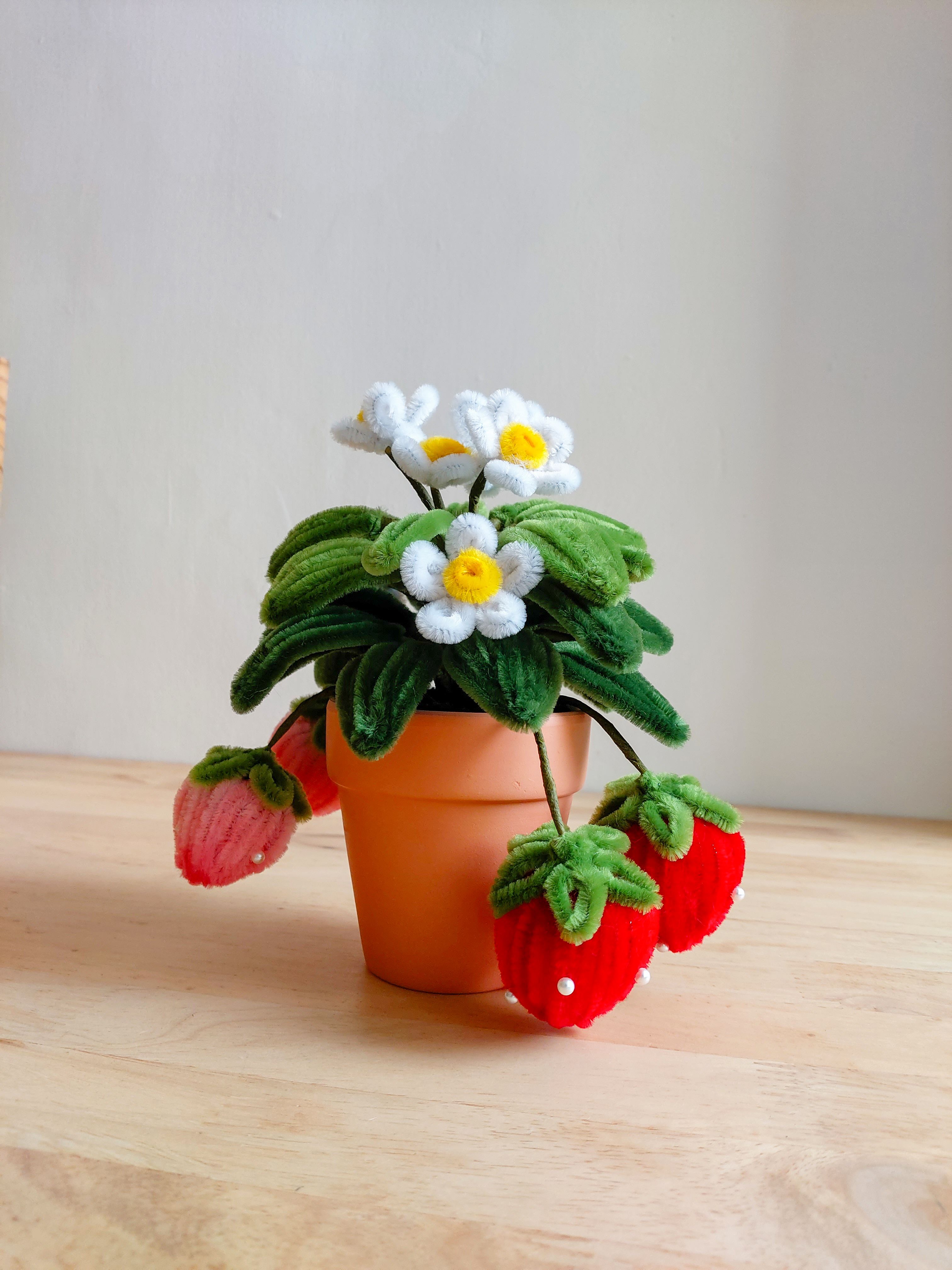 桌上型草莓小盆栽