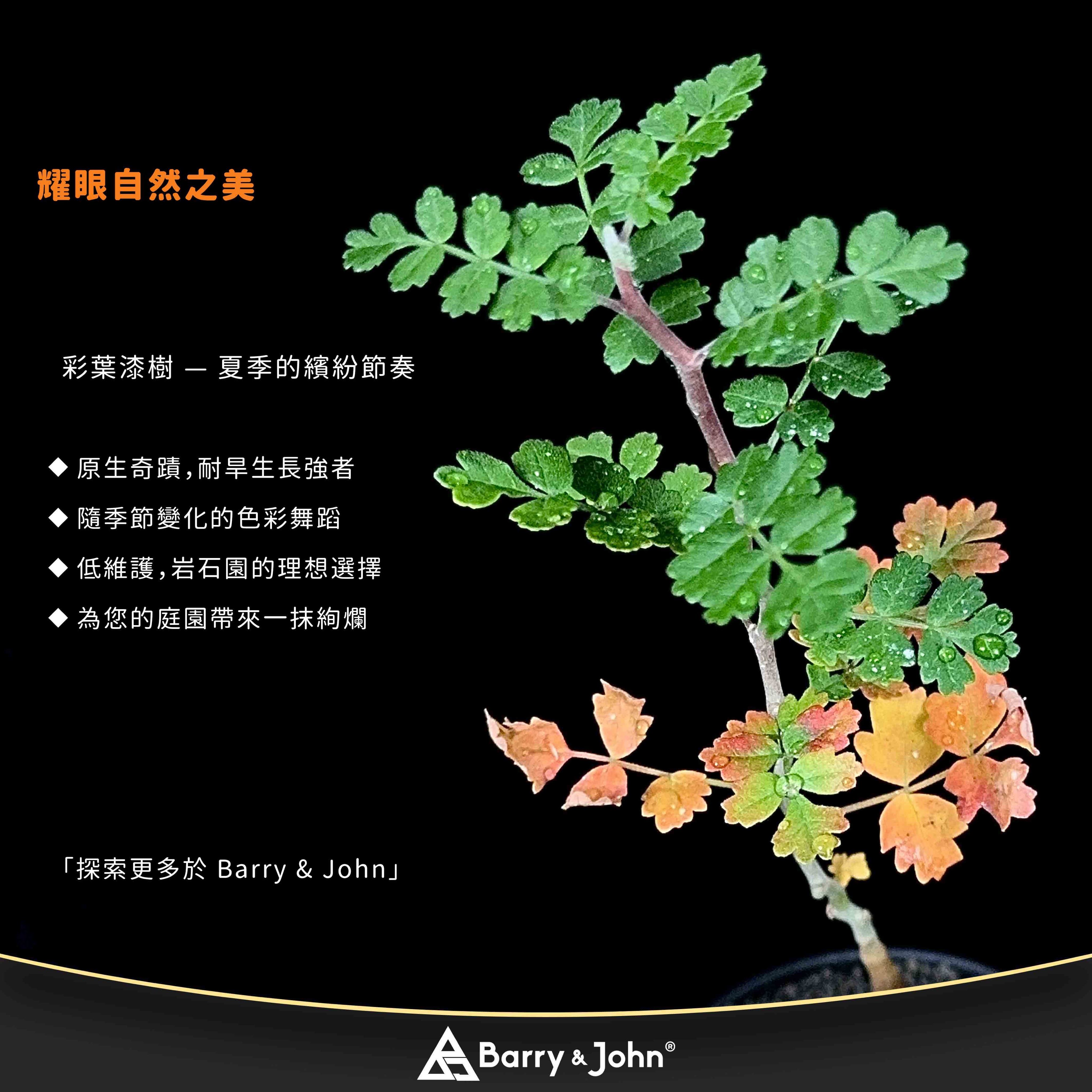 ｜彩葉漆樹｜Pachycormus discolor｜