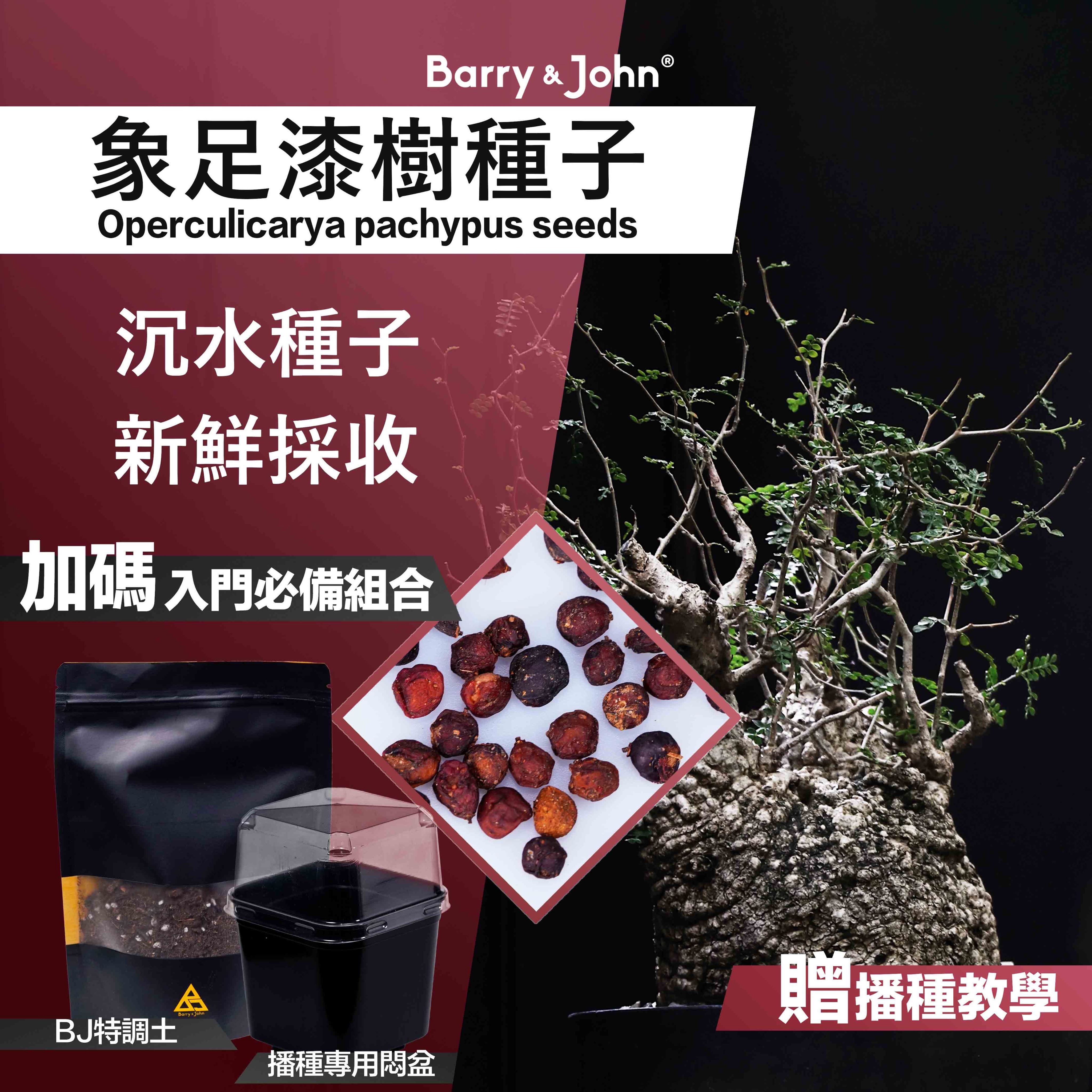 ｜象足漆樹種子｜Operculicarya pachypus Seeds｜