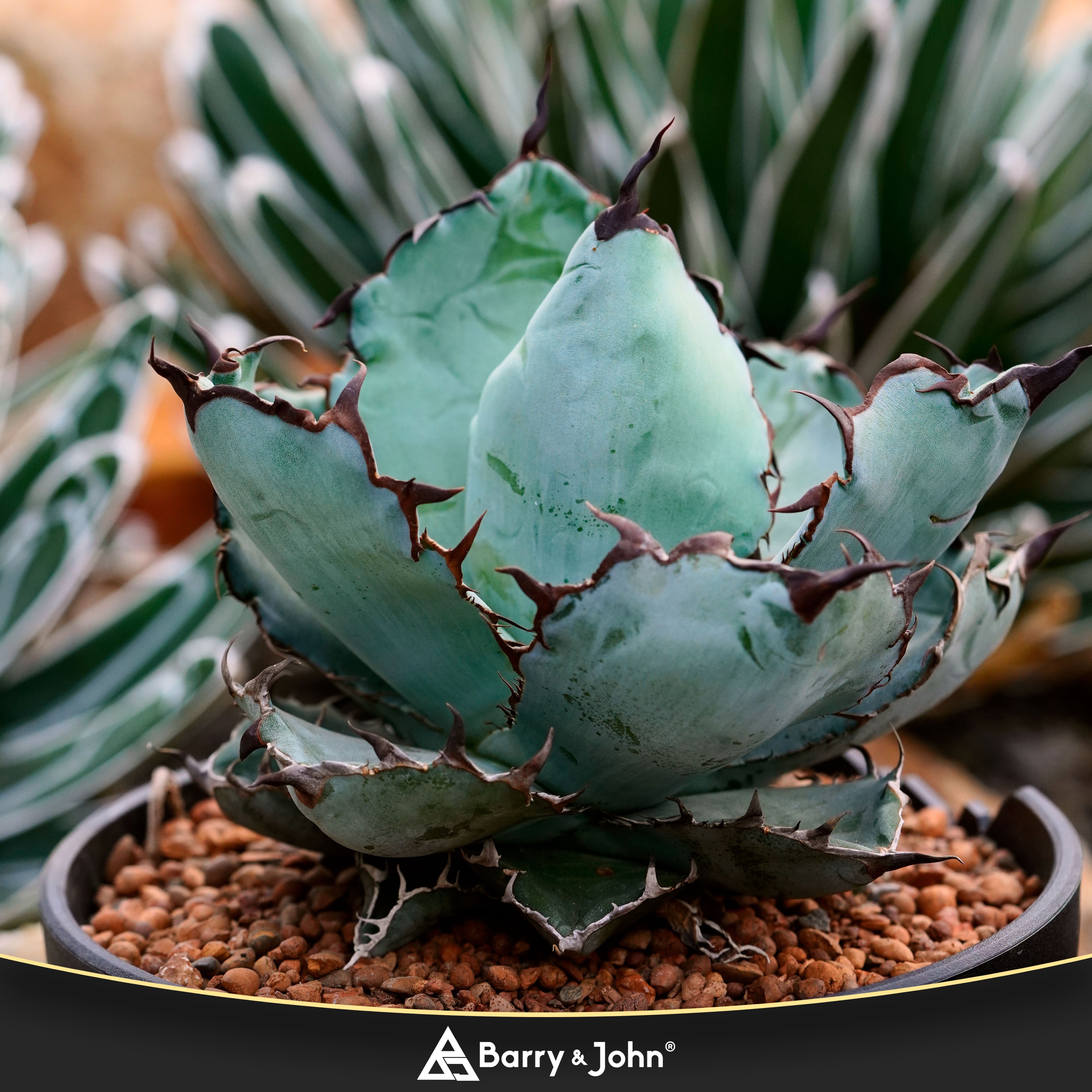 ｜綠皮嚴龍｜藍嚴龍｜Agave titanota｜